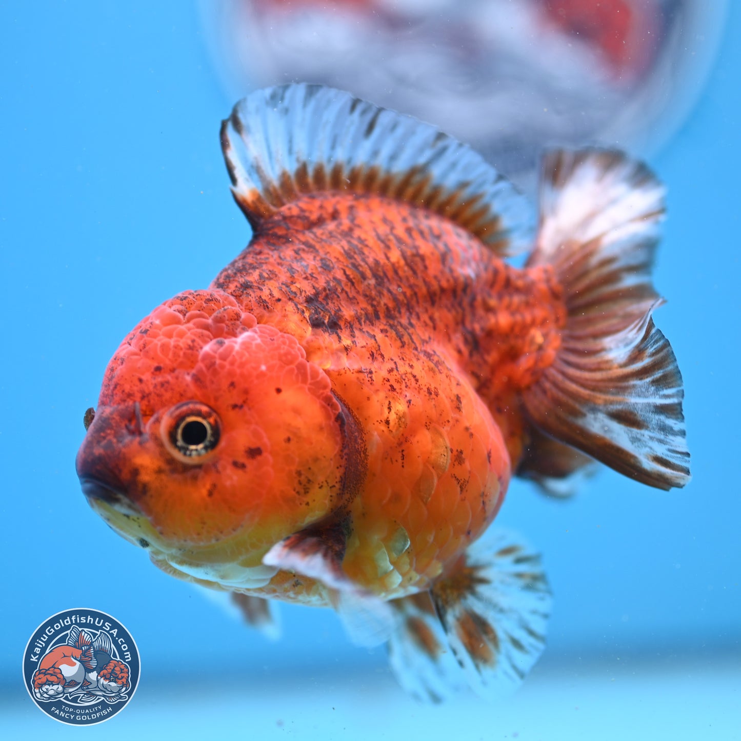Tiger YuanBao Oranda 4 inches Body - Female (241206_OR07) - Kaiju Goldfish USA