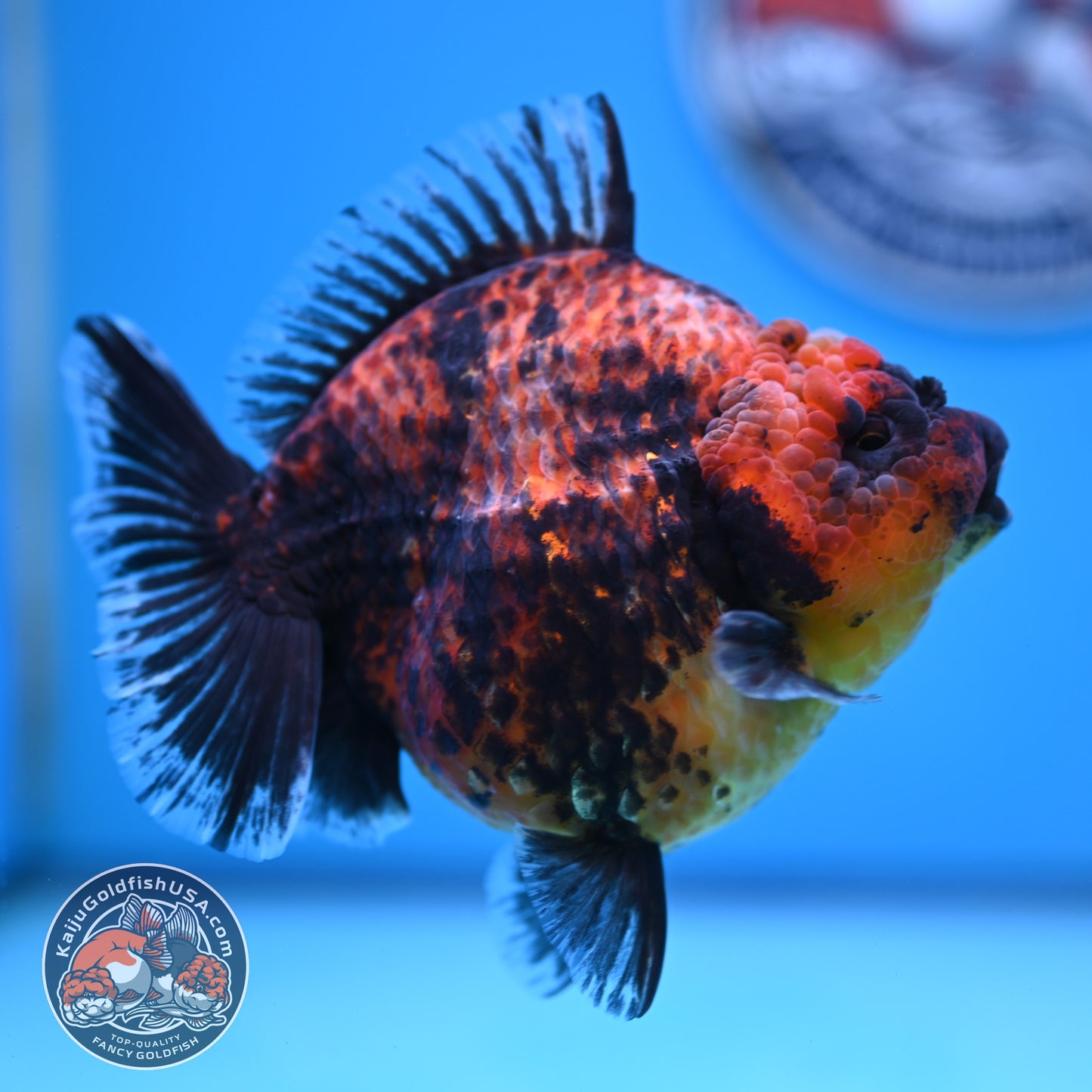 Red Kirin Oranda 4.5 inches Body (250516_OR07)