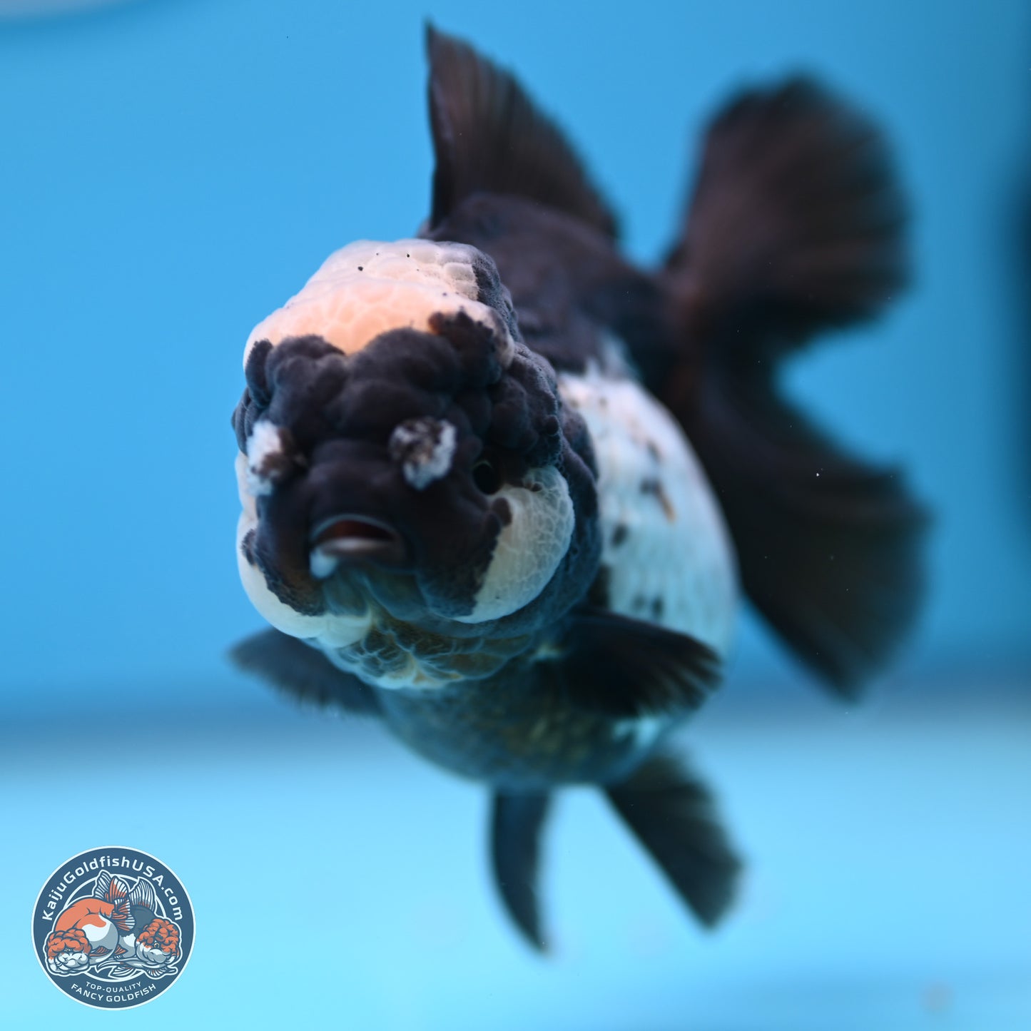 Panda Rose Tail Oranda 4.5 inches (241018_OR07) - Kaiju Goldfish USA