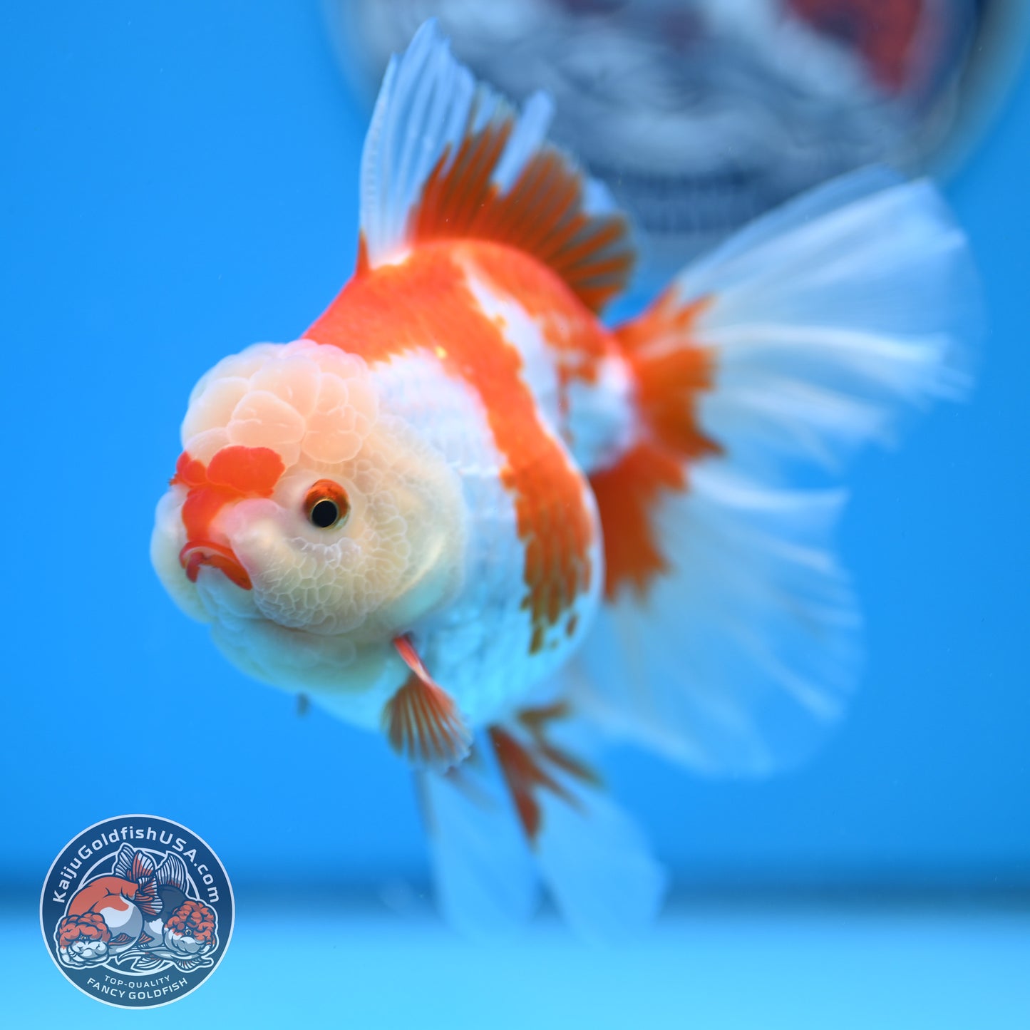 Red White Rose Tail Oranda 3.25 inches Body (250523_OR07)