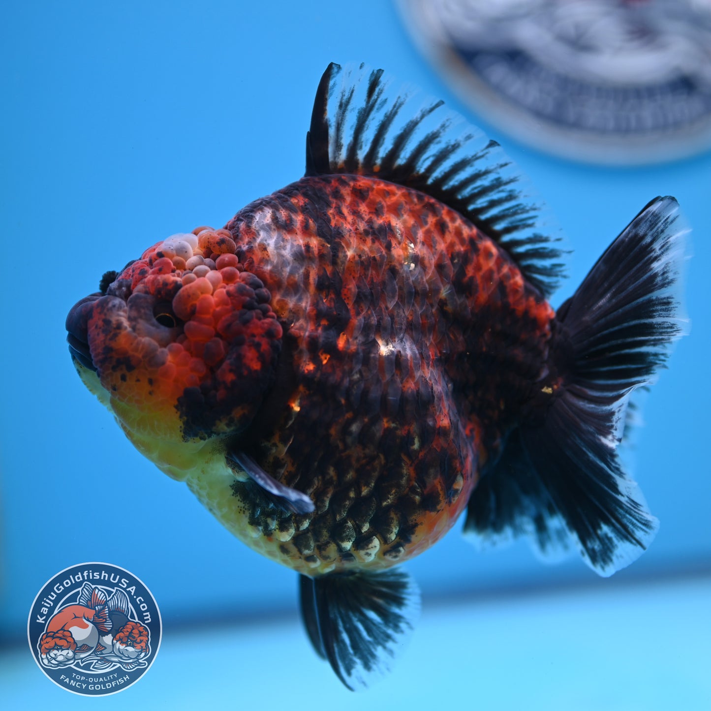 Red Kirin Oranda 4.5 inches Body (250516_OR07)