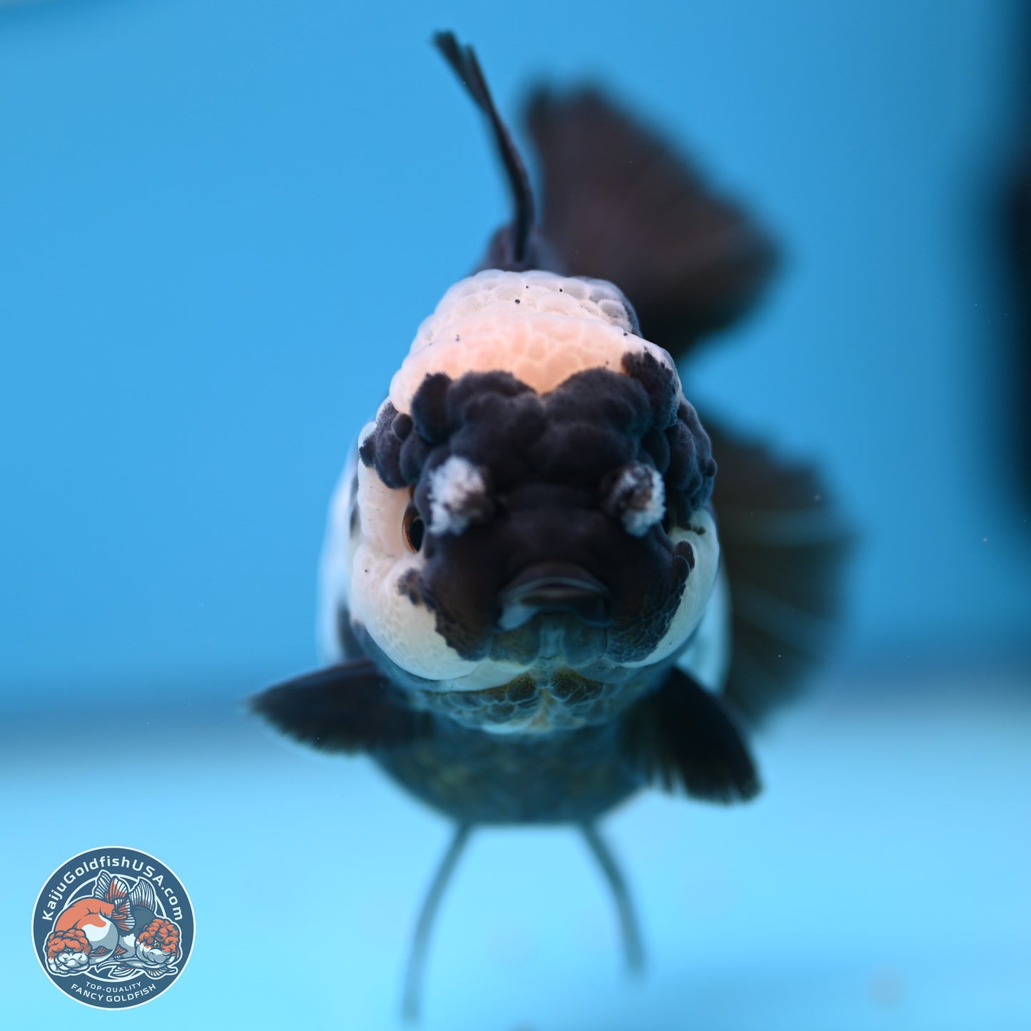 Panda Rose Tail Oranda 4.5 inches (241018_OR07) - Kaiju Goldfish USA