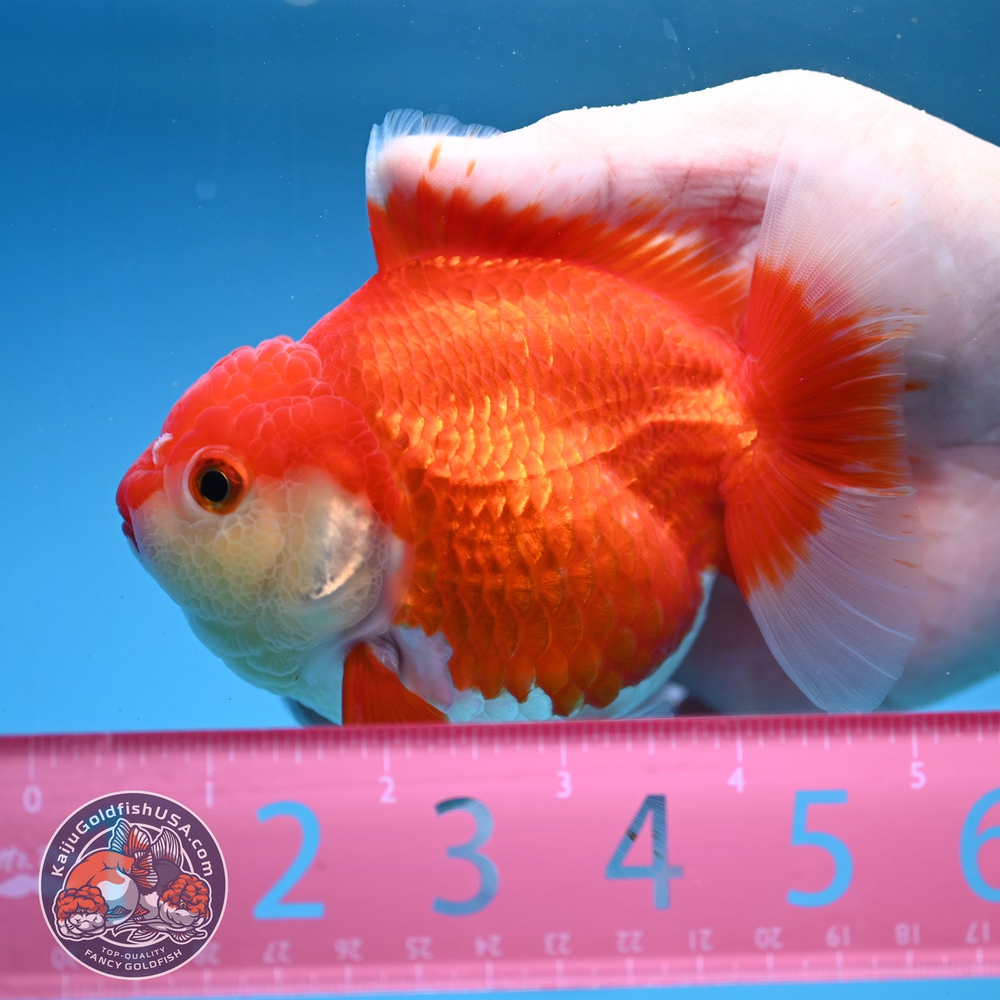 Red White Oranda 4 inch Body (250919_OR07)