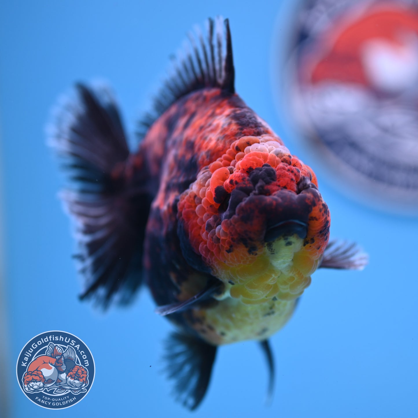 Red Kirin Oranda 4.5 inches Body (250516_OR07)