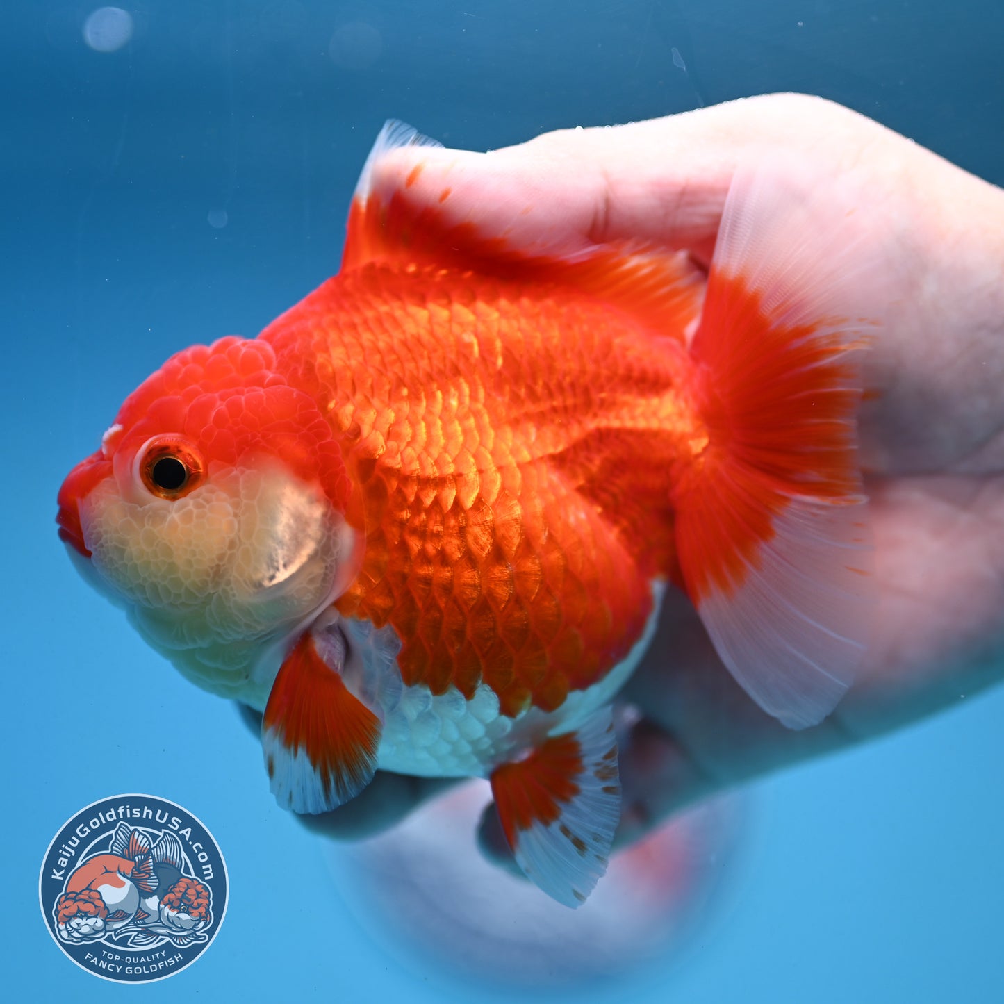 Red White Oranda 4 inch Body (250919_OR07)