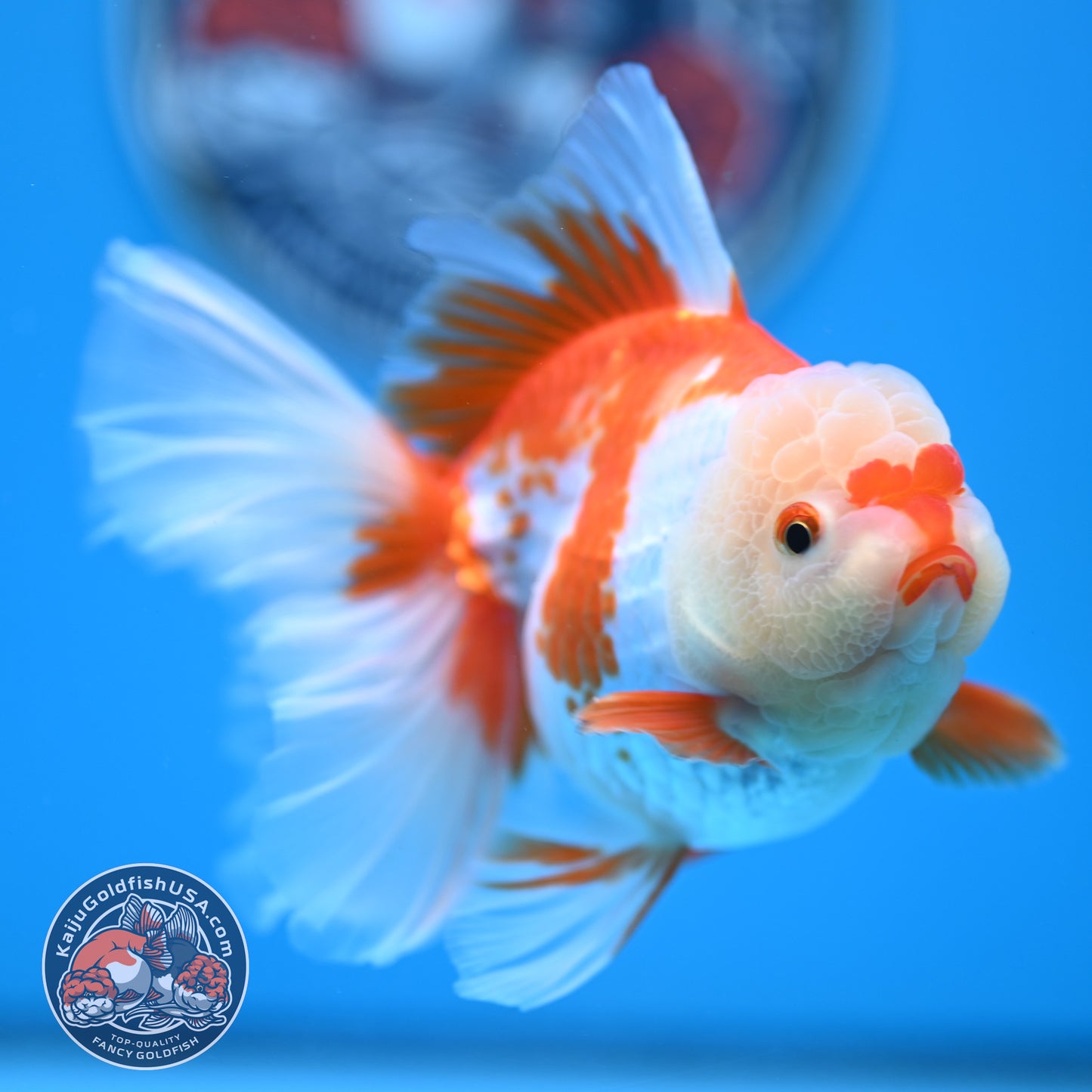 Red White Rose Tail Oranda 3.25 inches Body (250523_OR07)
