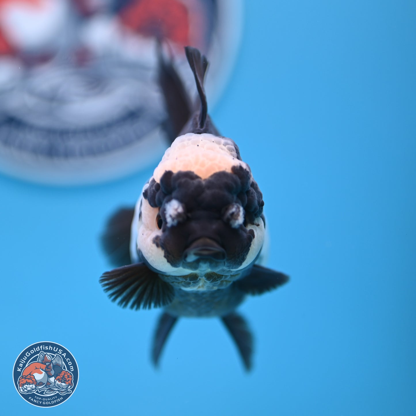 Panda Rose Tail Oranda 4.5 inches (241018_OR07) - Kaiju Goldfish USA