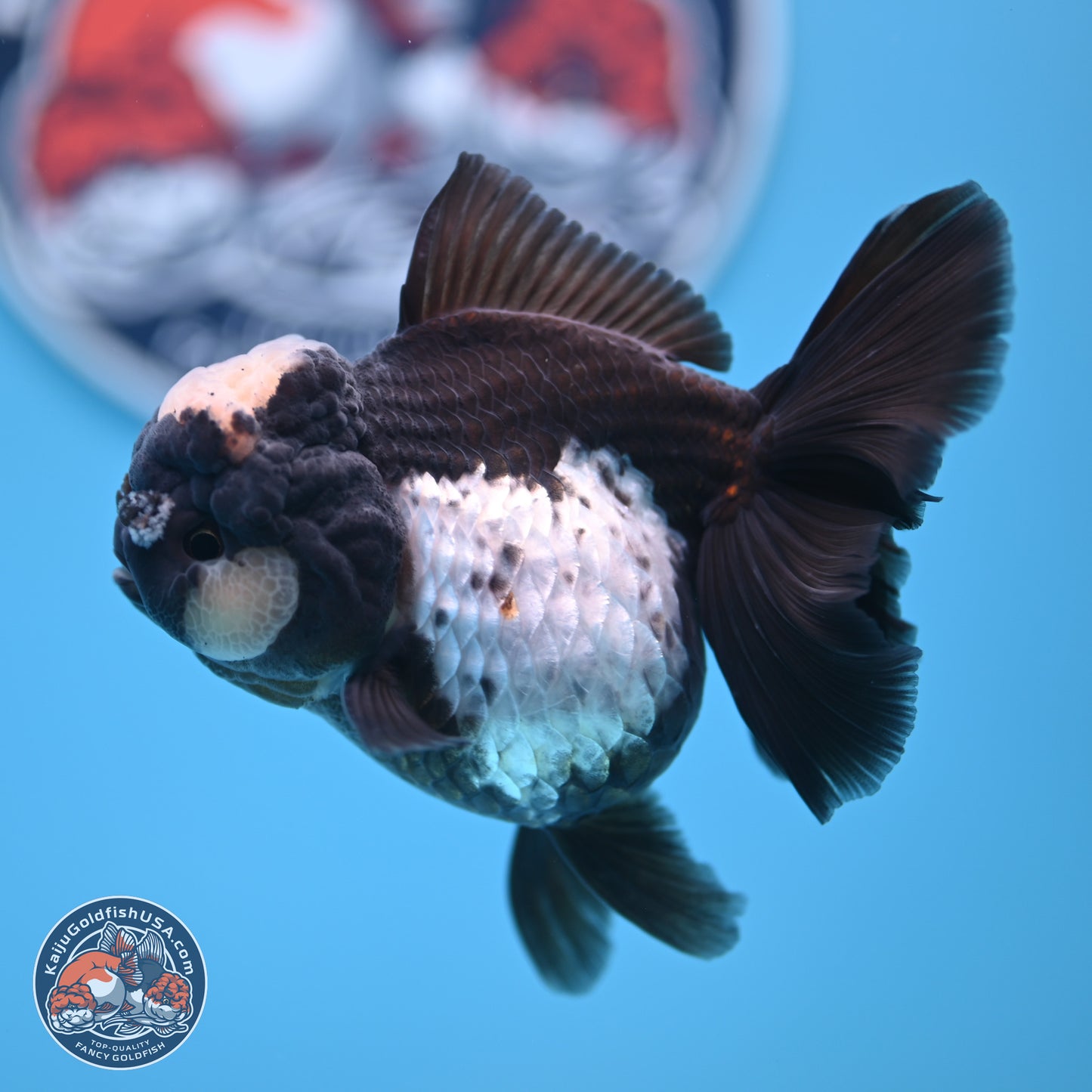 Panda Rose Tail Oranda 4.5 inches (241018_OR07) - Kaiju Goldfish USA