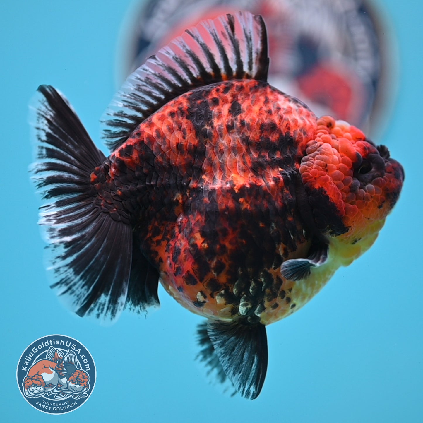 Red Kirin Oranda 4.5 inches Body (250516_OR07)