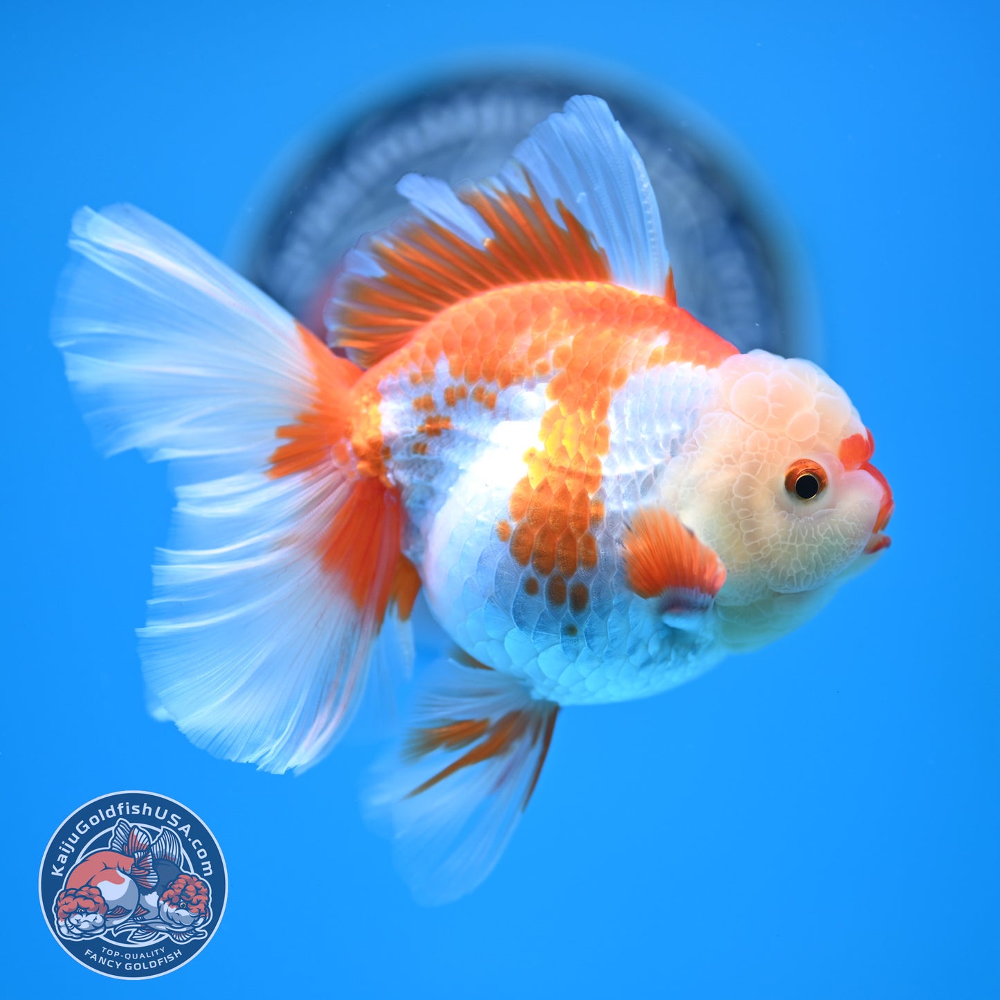 Red White Rose Tail Oranda 3.25 inches Body (250523_OR07)