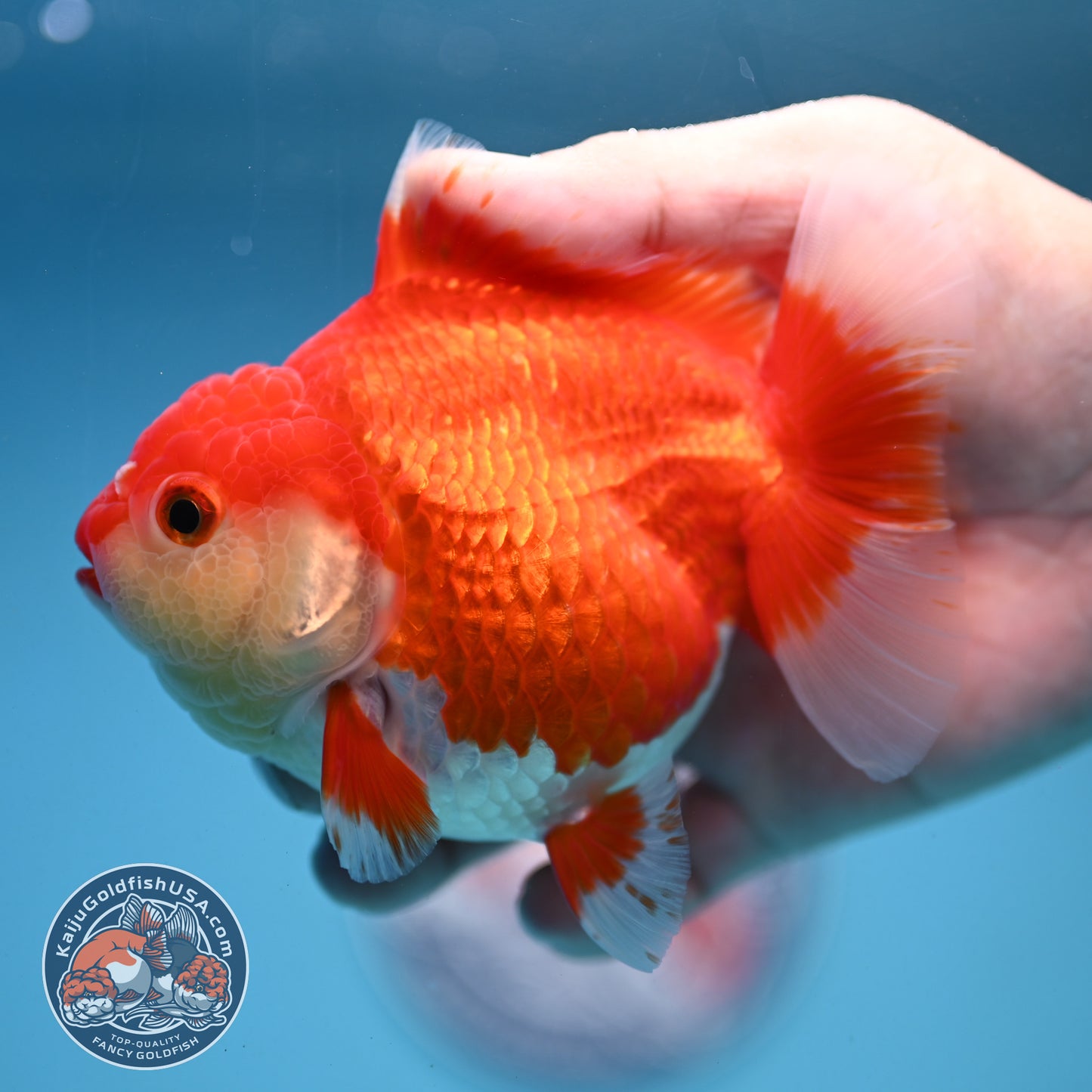 Red White Oranda 4 inch Body (250919_OR07)