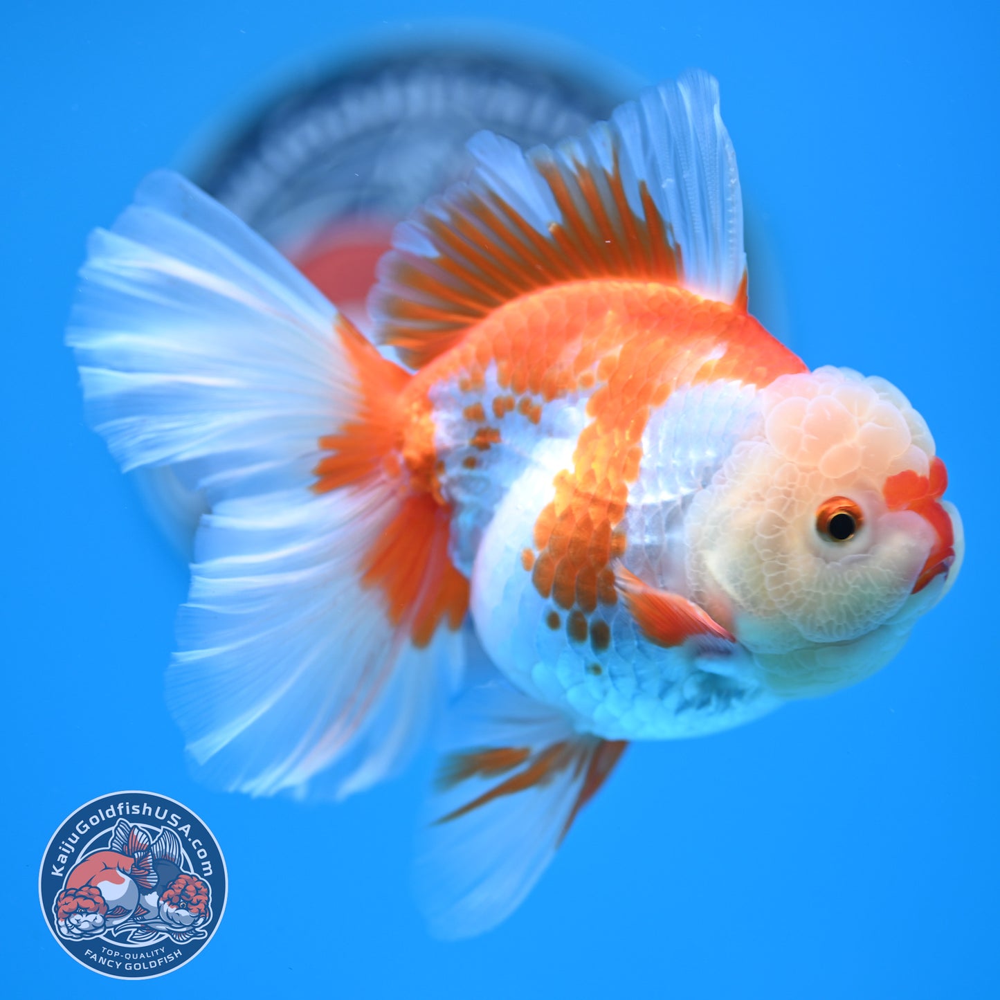 Red White Rose Tail Oranda 3.25 inches Body (250523_OR07)