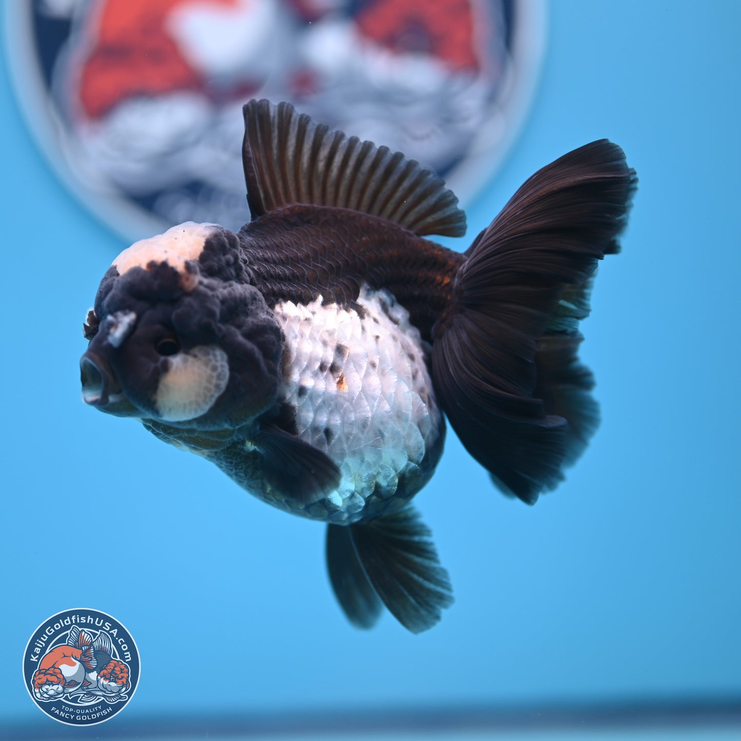 Panda Rose Tail Oranda 4.5 inches (241018_OR07) - Kaiju Goldfish USA