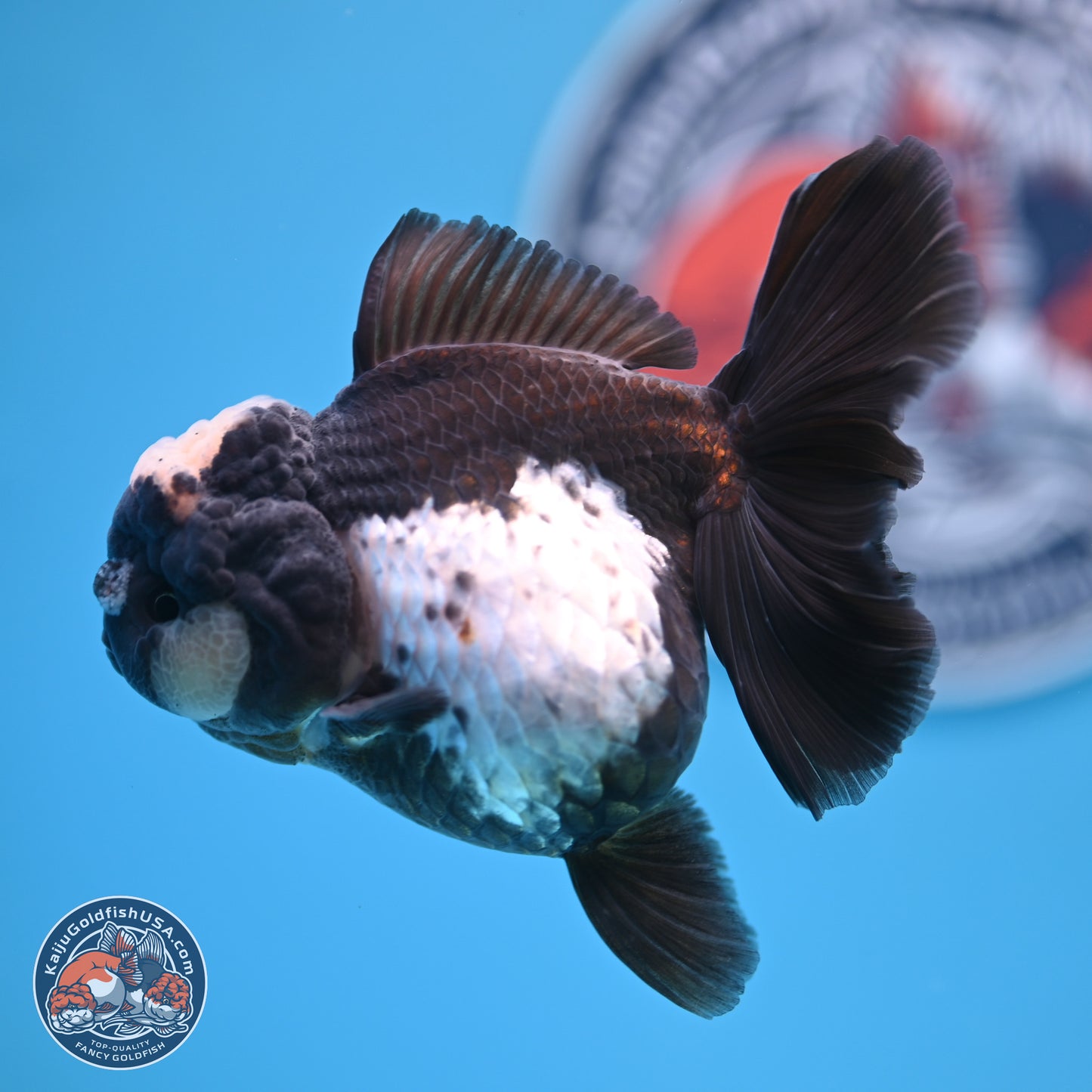 Panda Rose Tail Oranda 4.5 inches (241018_OR07) - Kaiju Goldfish USA