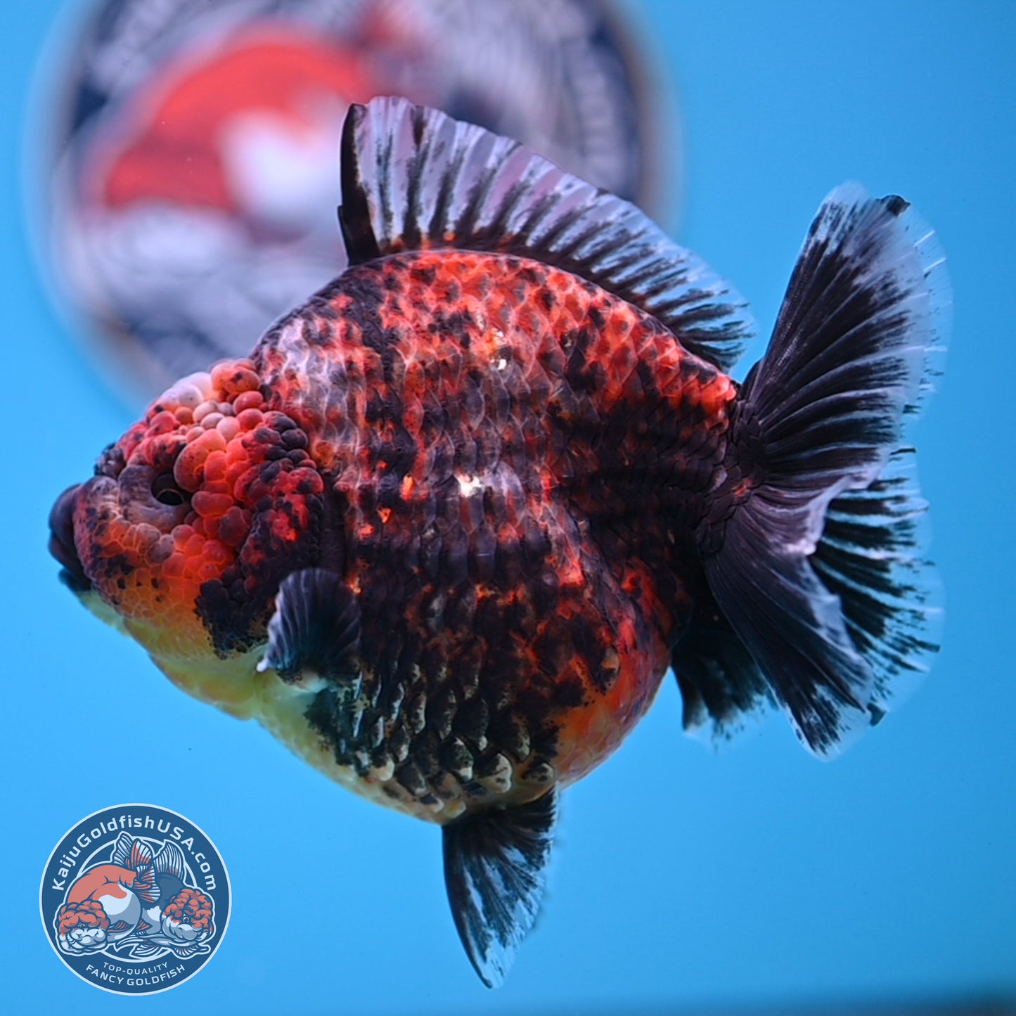 Red Kirin Oranda 4.5 inches Body (250516_OR07)