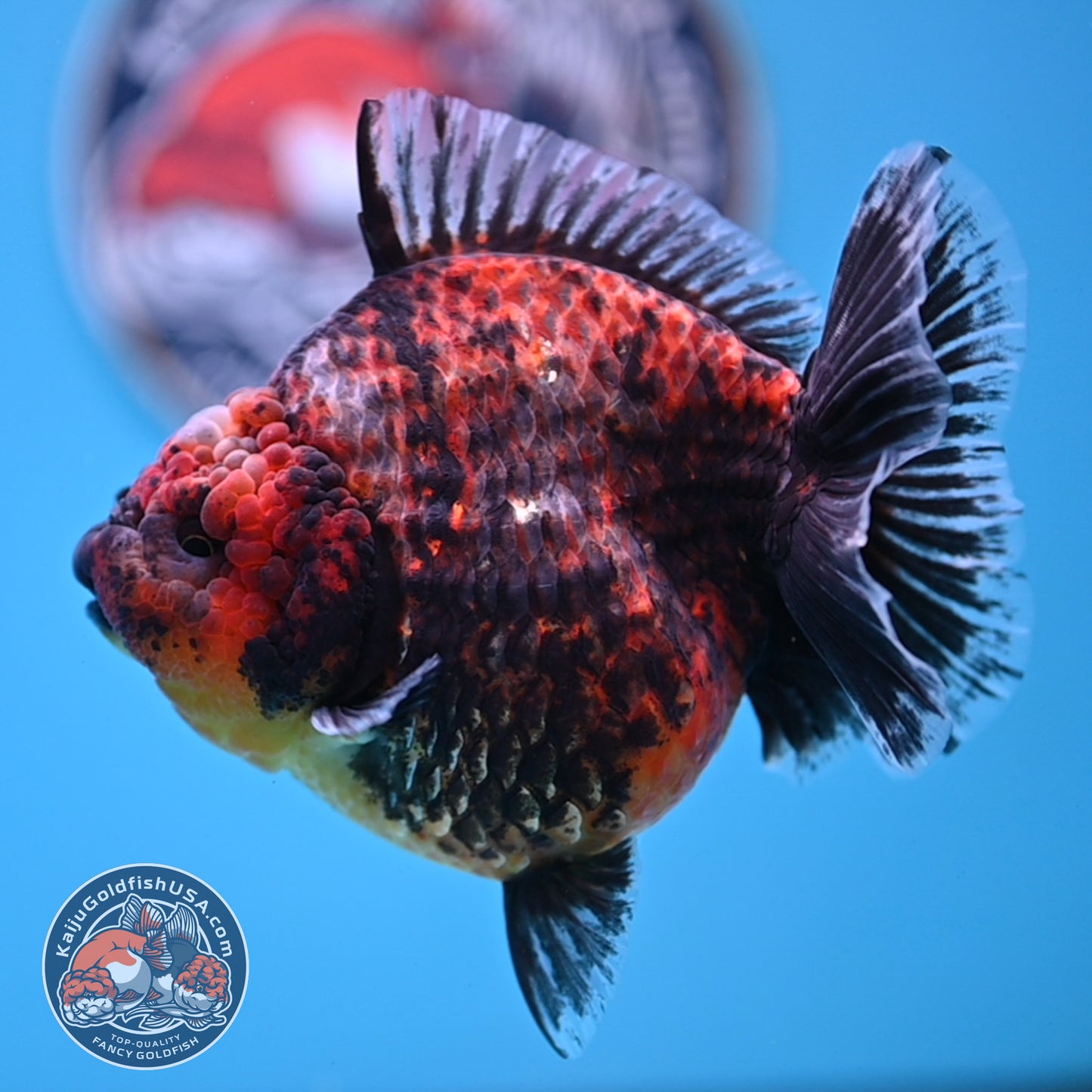 Red Kirin Oranda 4.5 inches Body (250516_OR07)