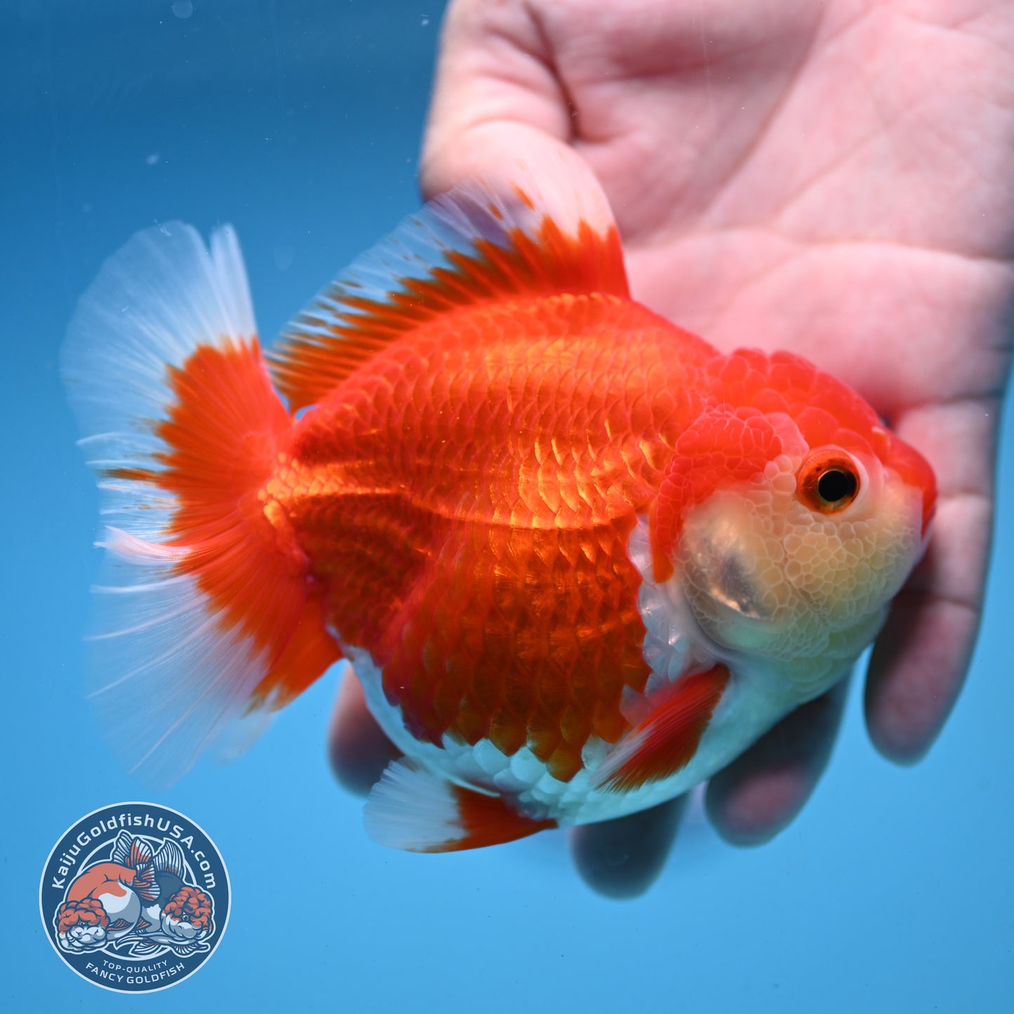 Red White Oranda 4 inch Body (250919_OR07)