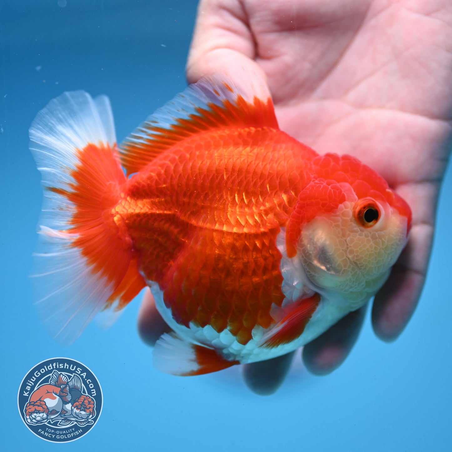 Red White Oranda 4 inch Body (250919_OR07)