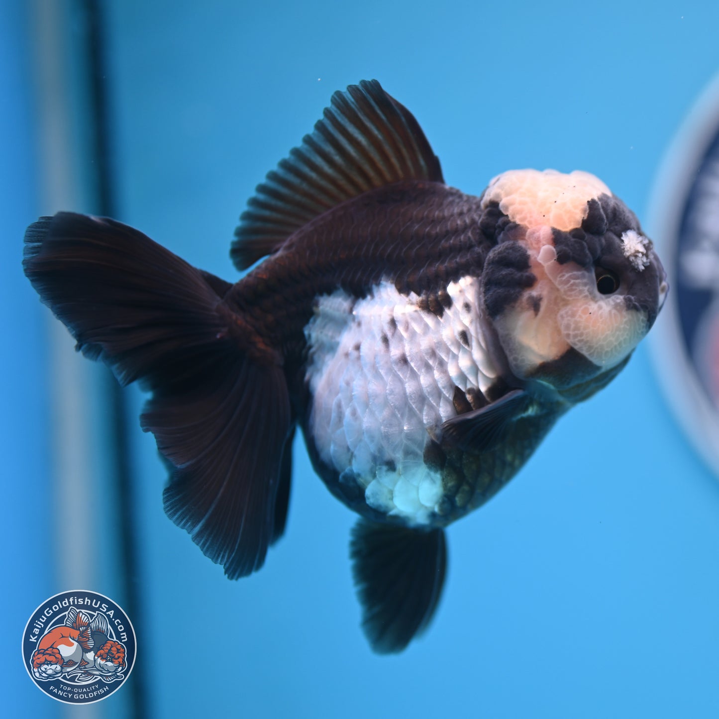 Panda Rose Tail Oranda 4.5 inches (241018_OR07) - Kaiju Goldfish USA