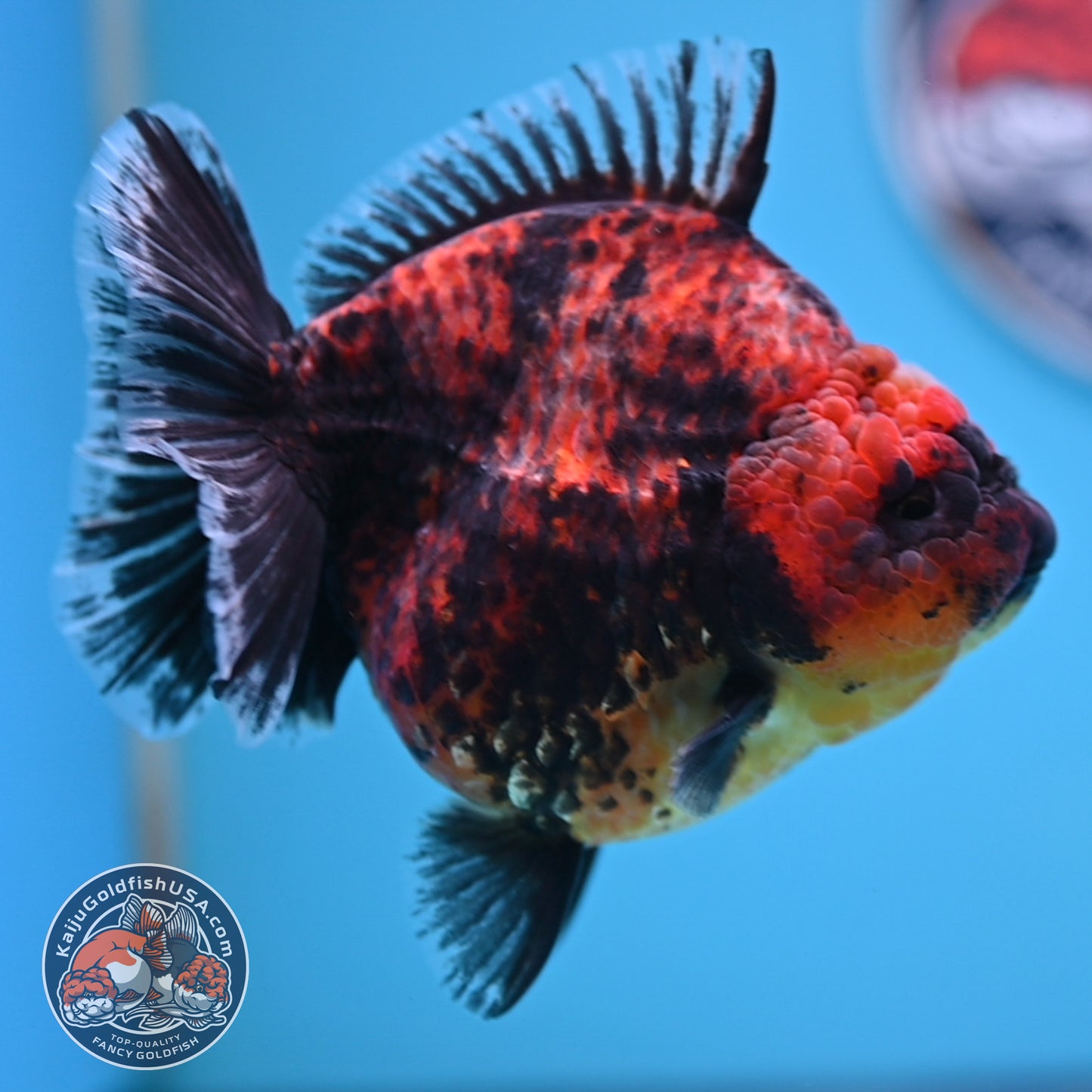 Red Kirin Oranda 4.5 inches Body (250516_OR07)