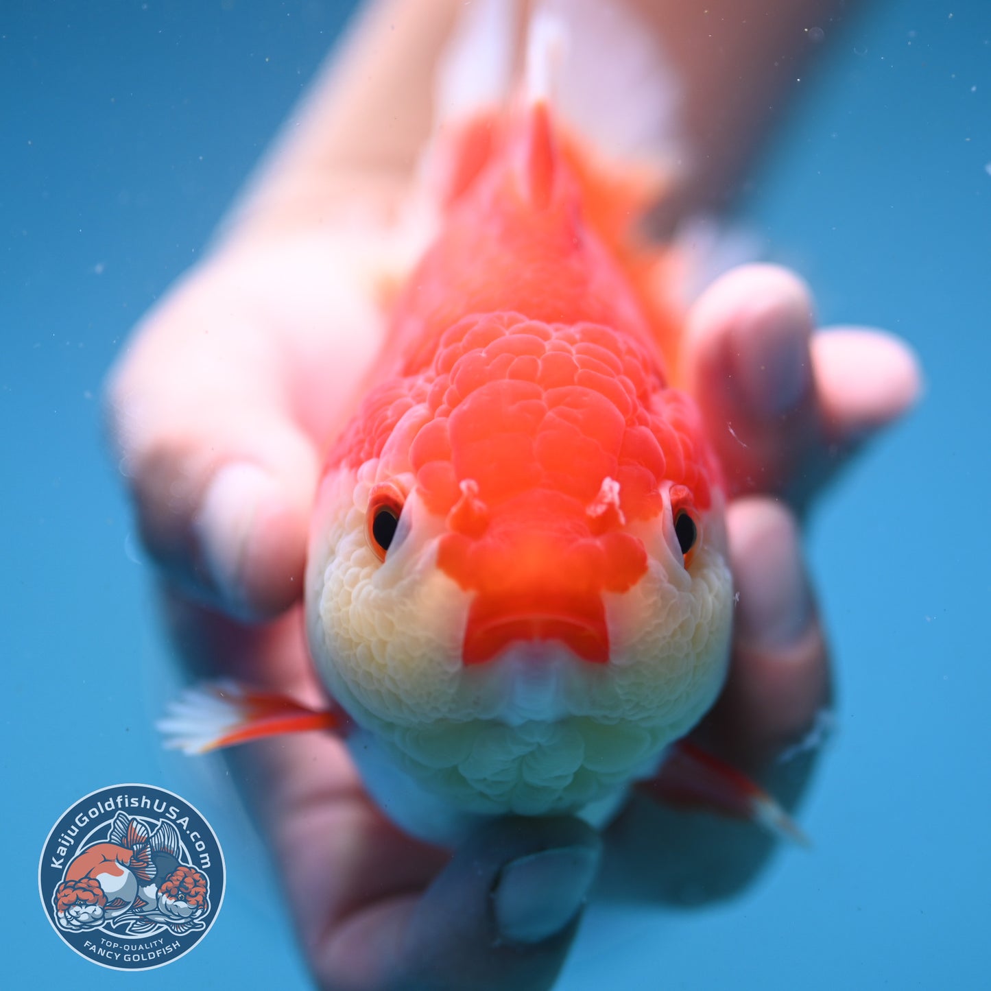 Red White Oranda 4 inch Body (250919_OR07)