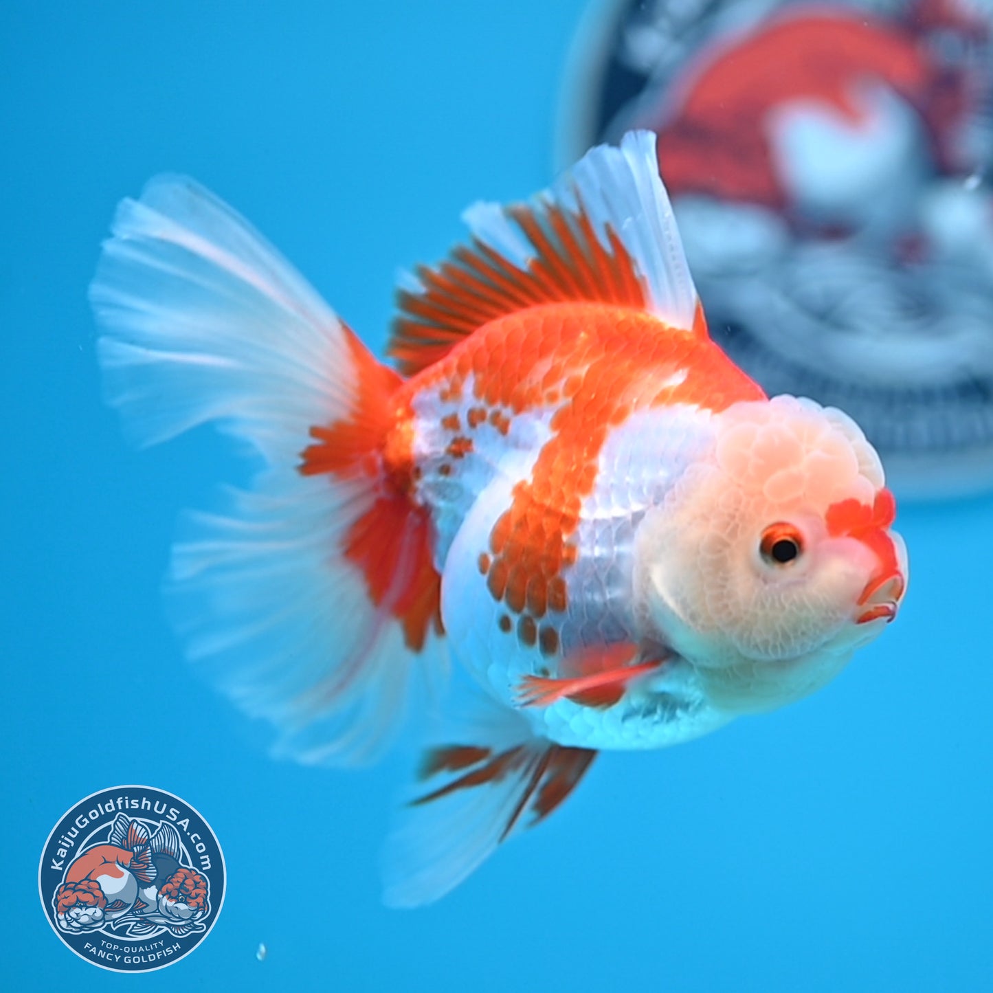 Red White Rose Tail Oranda 3.25 inches Body (250523_OR07)