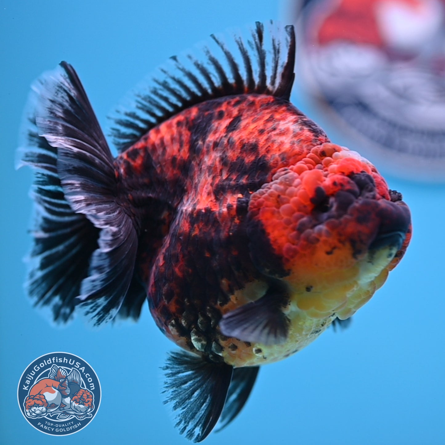 Red Kirin Oranda 4.5 inches Body (250516_OR07)