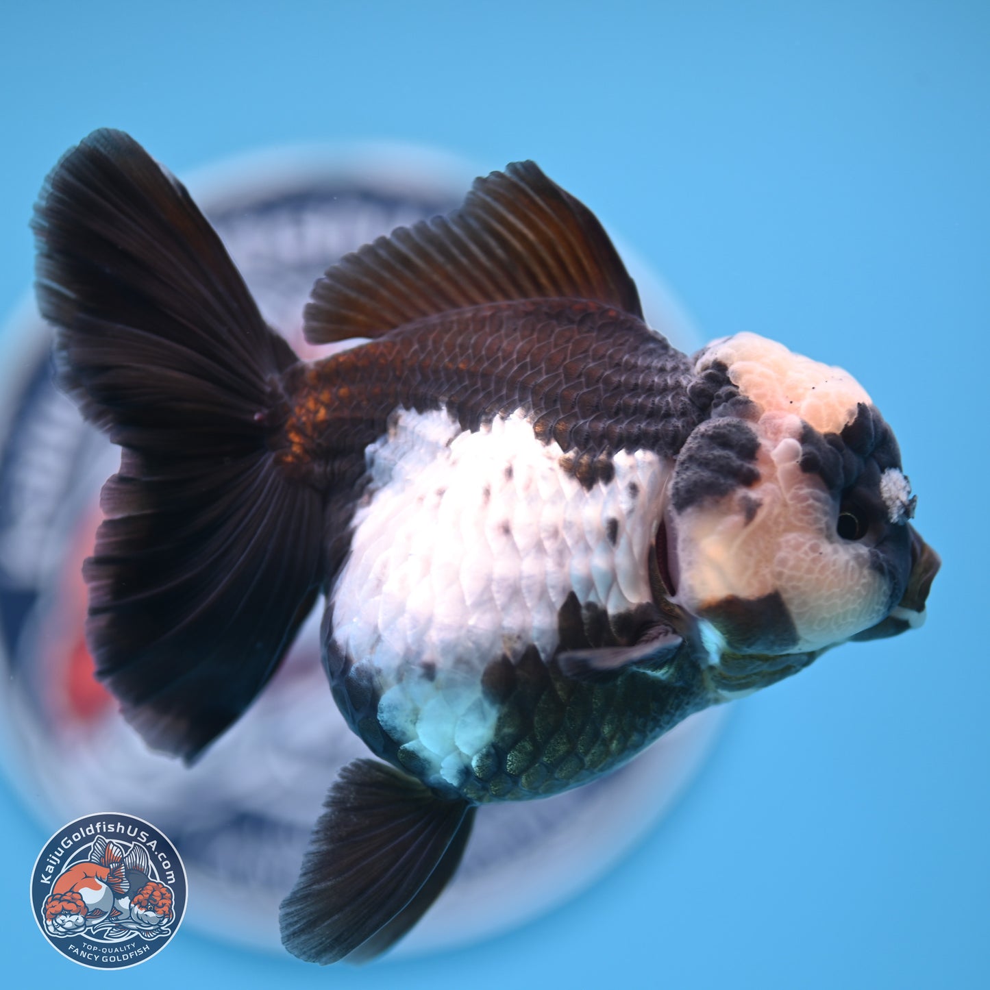 Panda Rose Tail Oranda 4.5 inches (241018_OR07) - Kaiju Goldfish USA