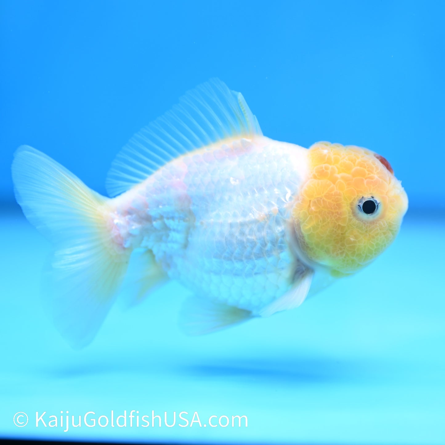 Tancho Oranda 4 inches (240503_OR07) - Kaiju Goldfish USA