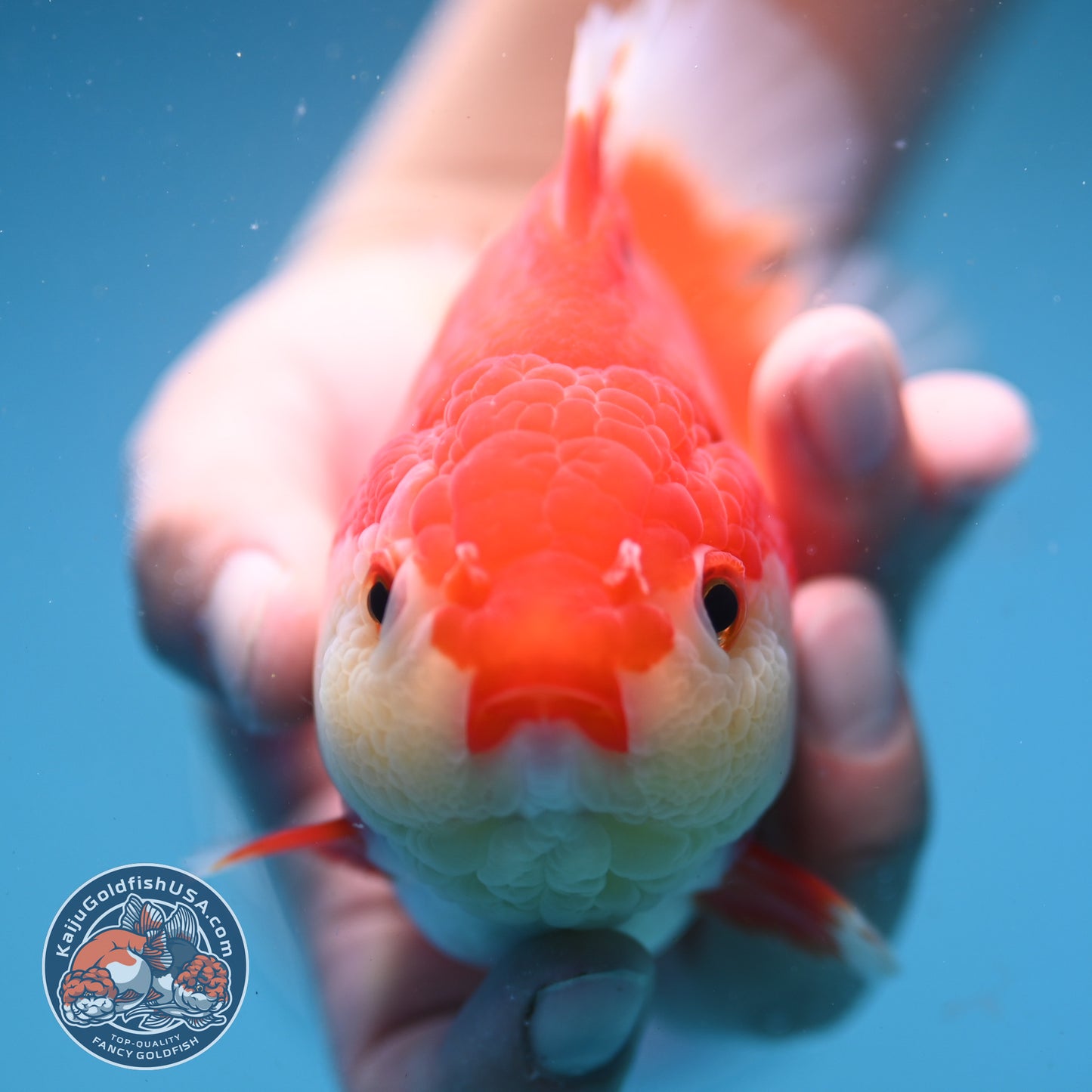 Red White Oranda 4 inch Body (250919_OR07)