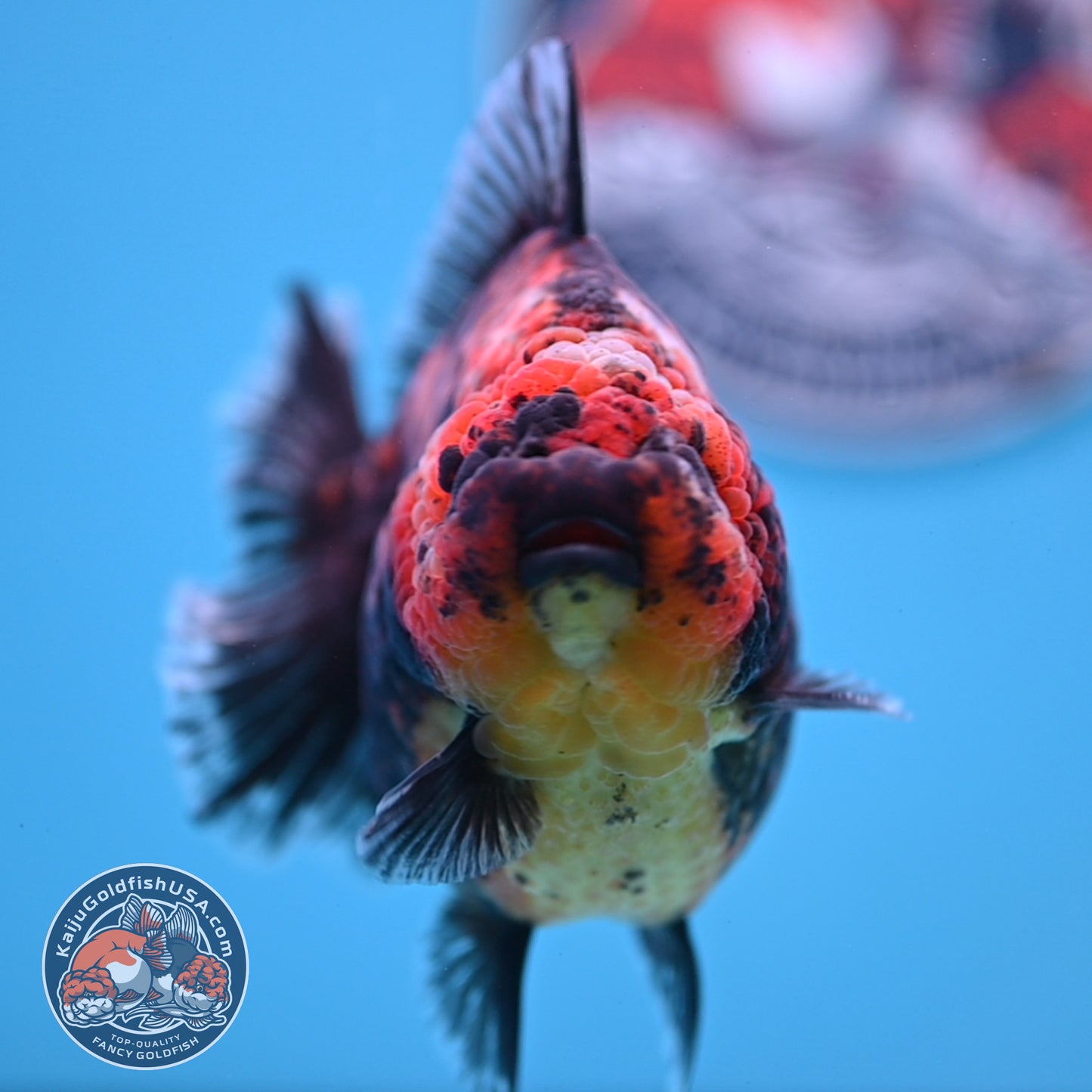 Red Kirin Oranda 4.5 inches Body (250516_OR07)