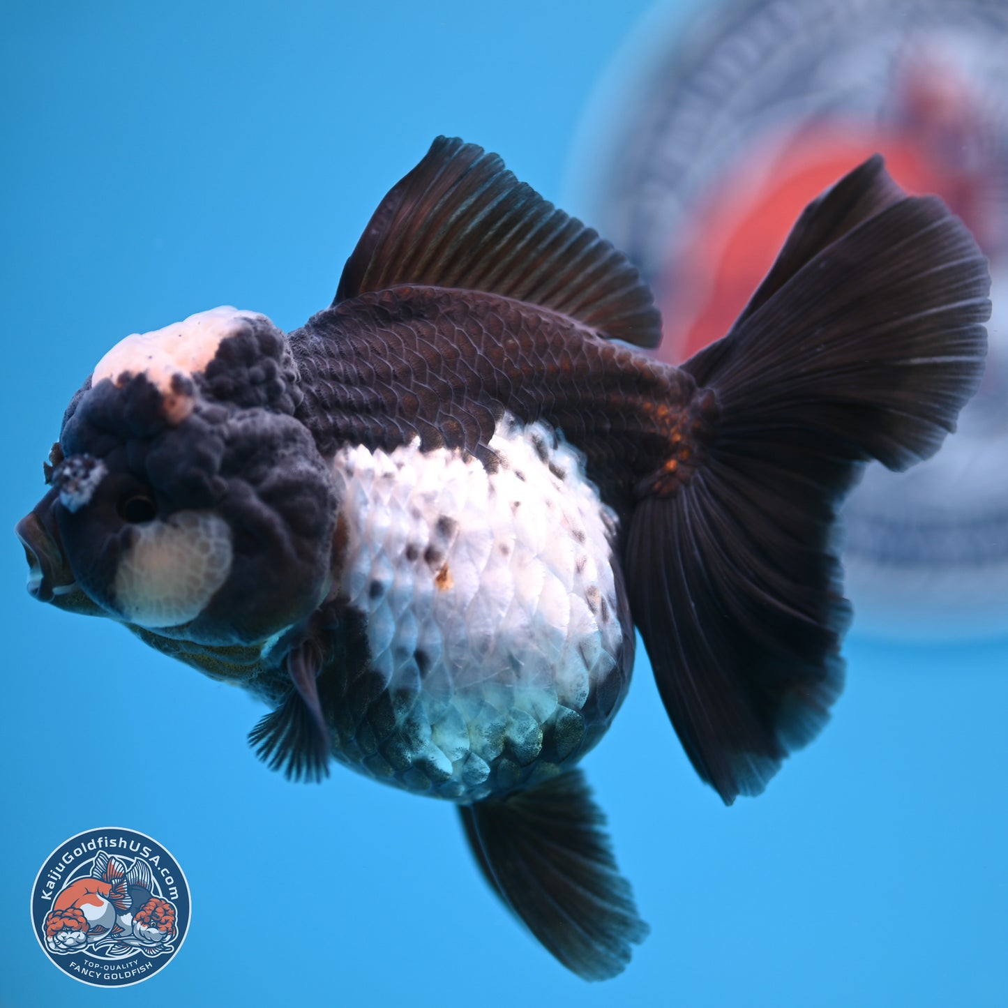Panda Rose Tail Oranda 4.5 inches (241018_OR07) - Kaiju Goldfish USA