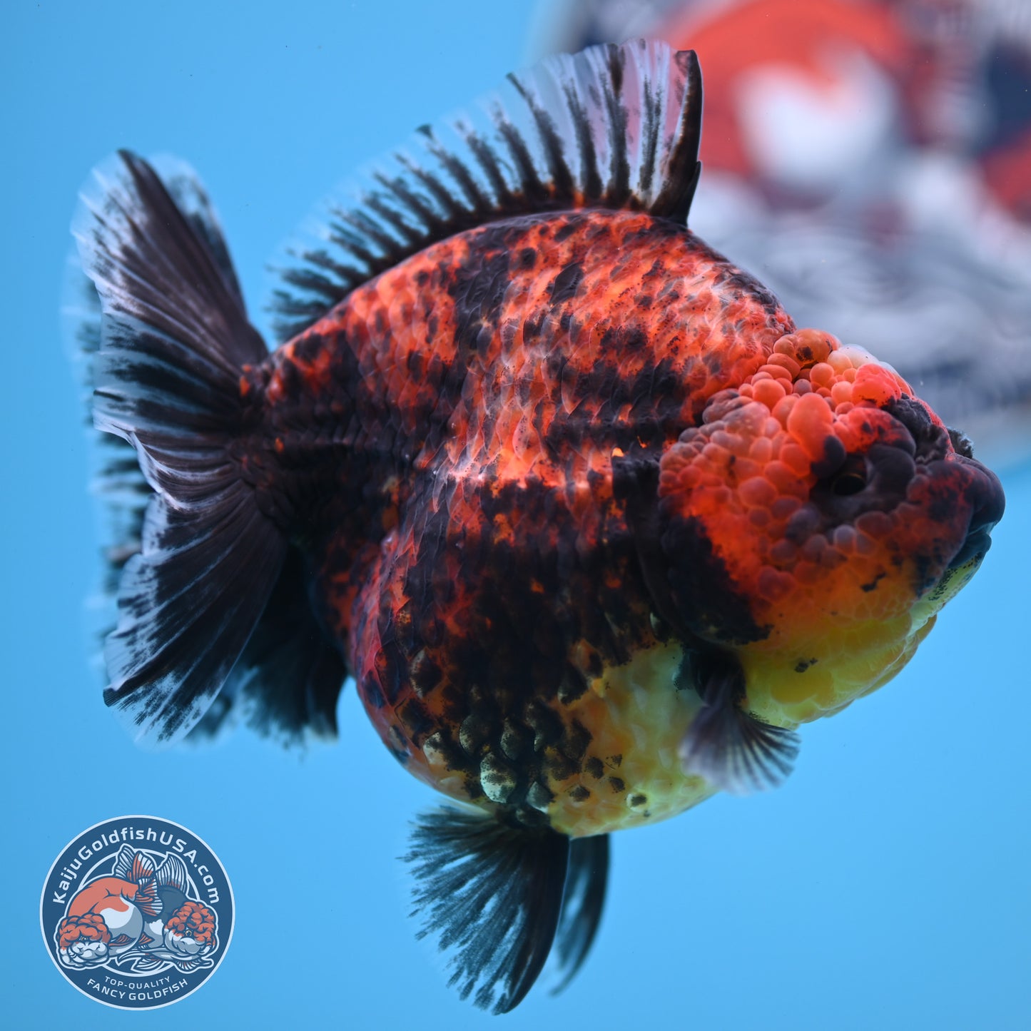 Red Kirin Oranda 4.5 inches Body (250516_OR07)