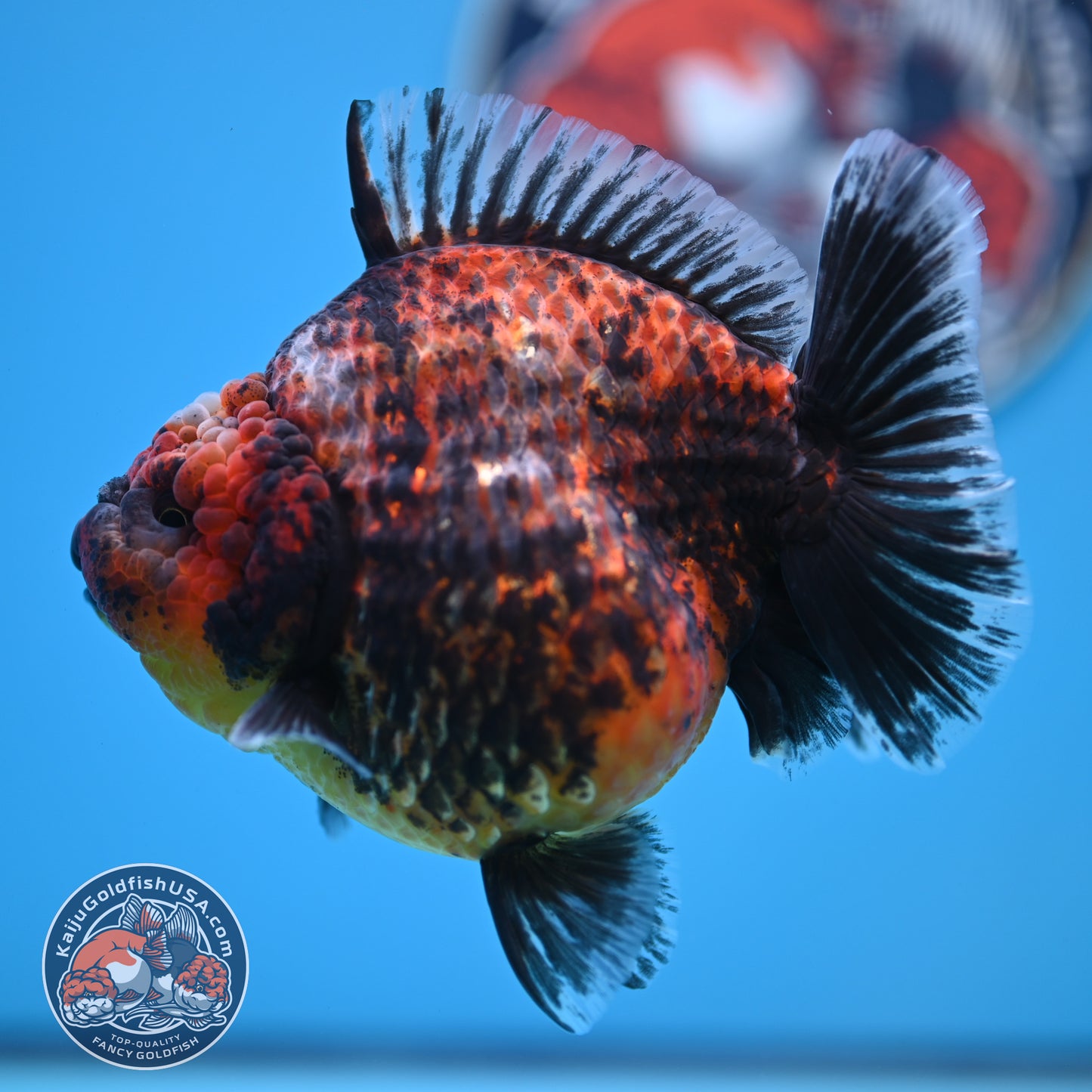 Red Kirin Oranda 4.5 inches Body (250516_OR07)