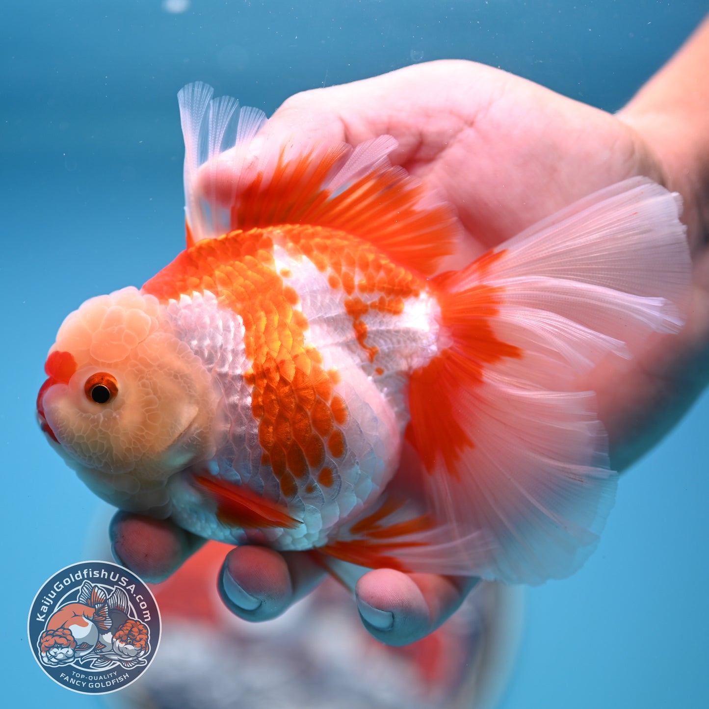 Red White Rose Tail Oranda 3.25 inches Body (250523_OR07)