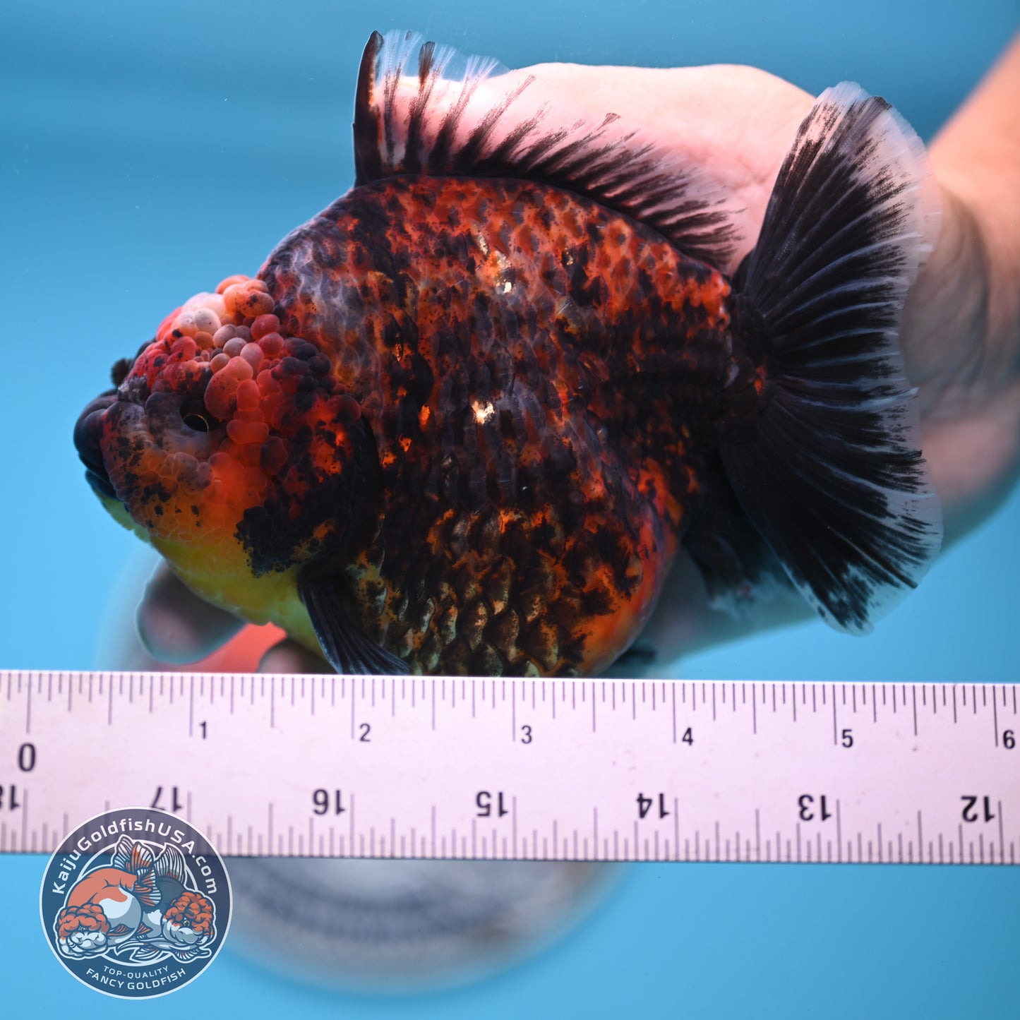 Red Kirin Oranda 4.5 inches Body (250516_OR07)
