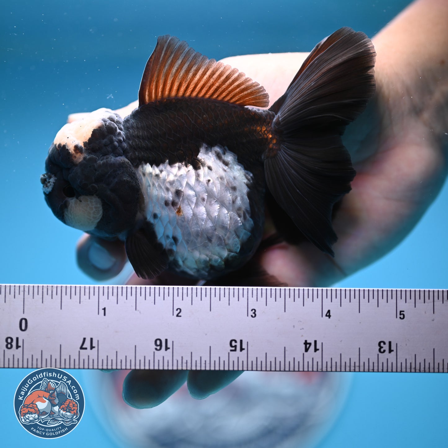 Panda Rose Tail Oranda 4.5 inches (241018_OR07) - Kaiju Goldfish USA