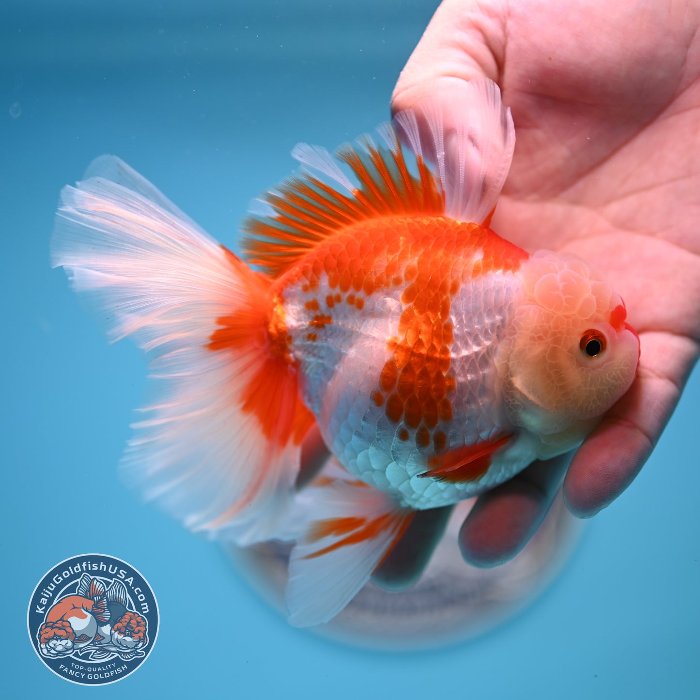 Red White Rose Tail Oranda 3.25 inches Body (250523_OR07)