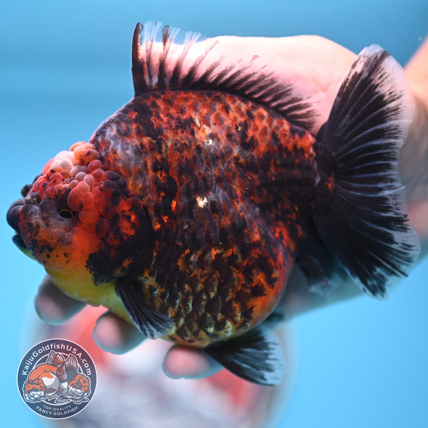 Red Kirin Oranda 4.5 inches Body (250516_OR07)