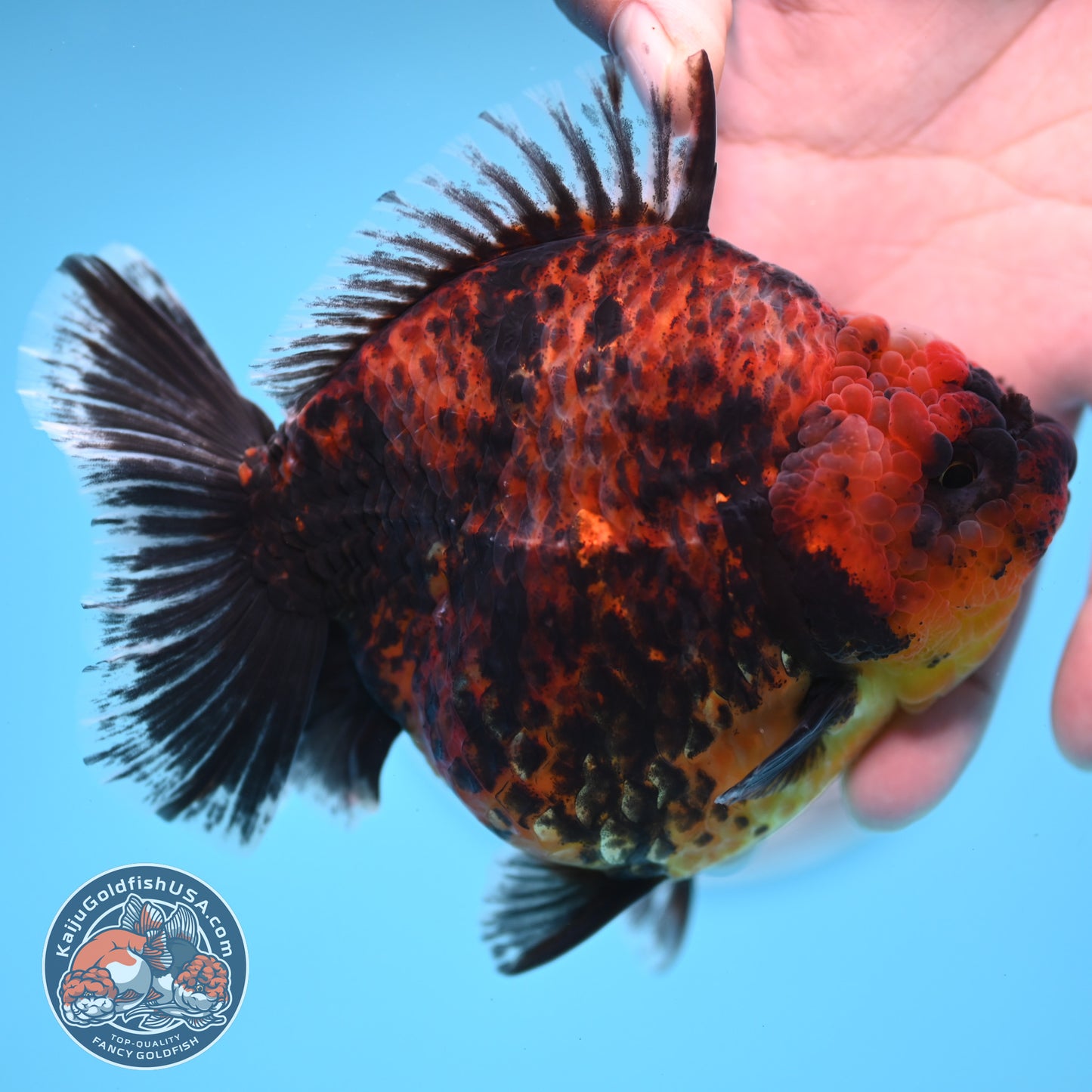 Red Kirin Oranda 4.5 inches Body (250516_OR07)