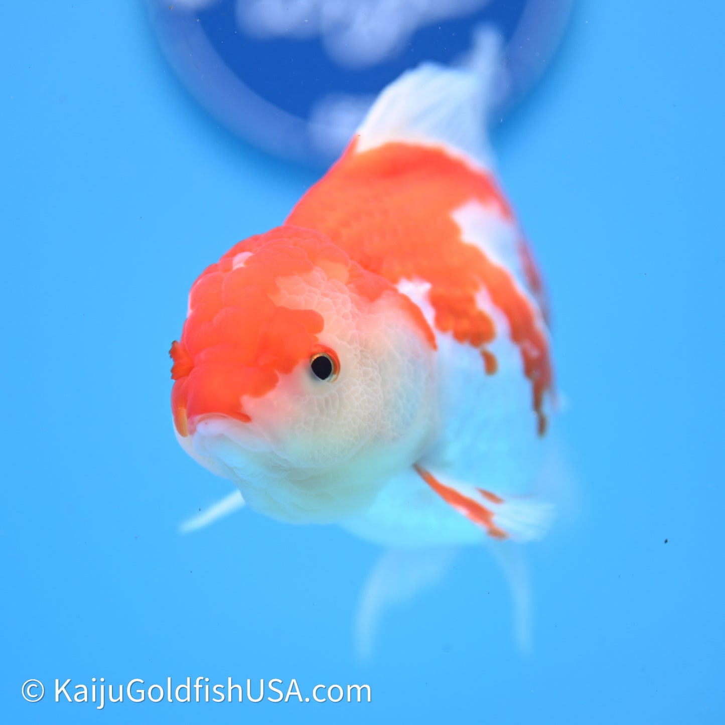 Red White Rose Tail Oranda 4in Body (240621_OR07) - Kaiju Goldfish USA