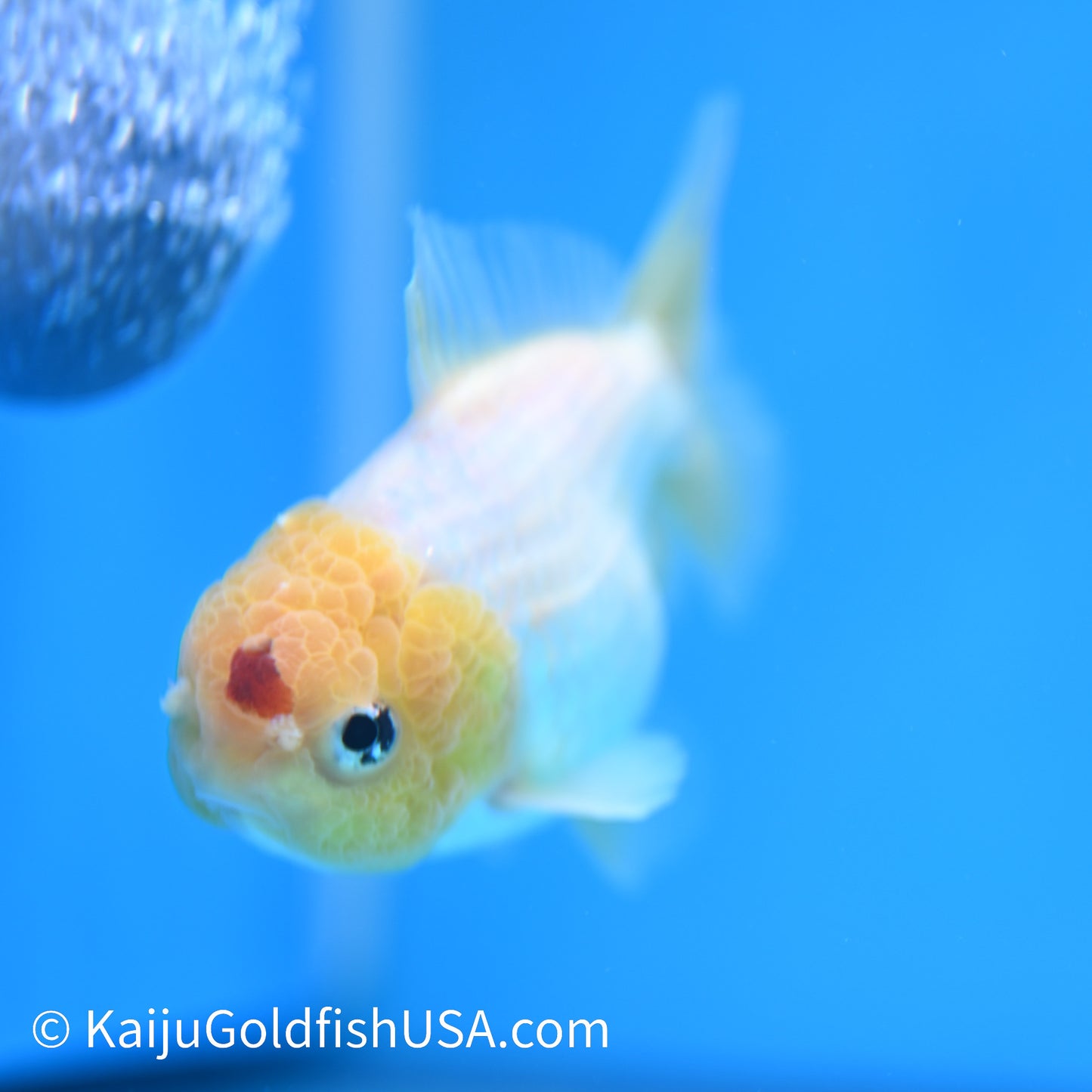 Tancho Oranda 4 inches (240503_OR07) - Kaiju Goldfish USA