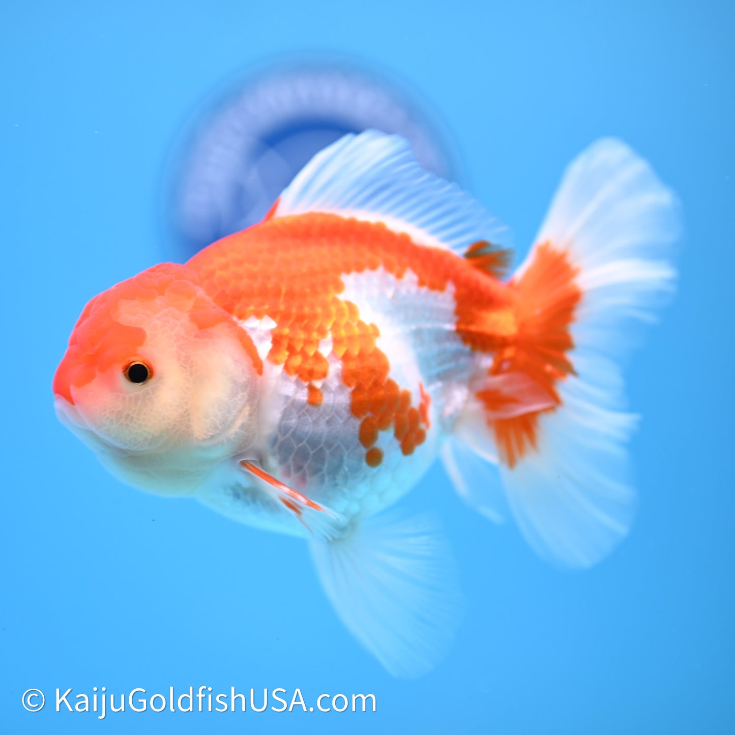 Red White Rose Tail Oranda 4in Body (240621_OR07) - Kaiju Goldfish USA