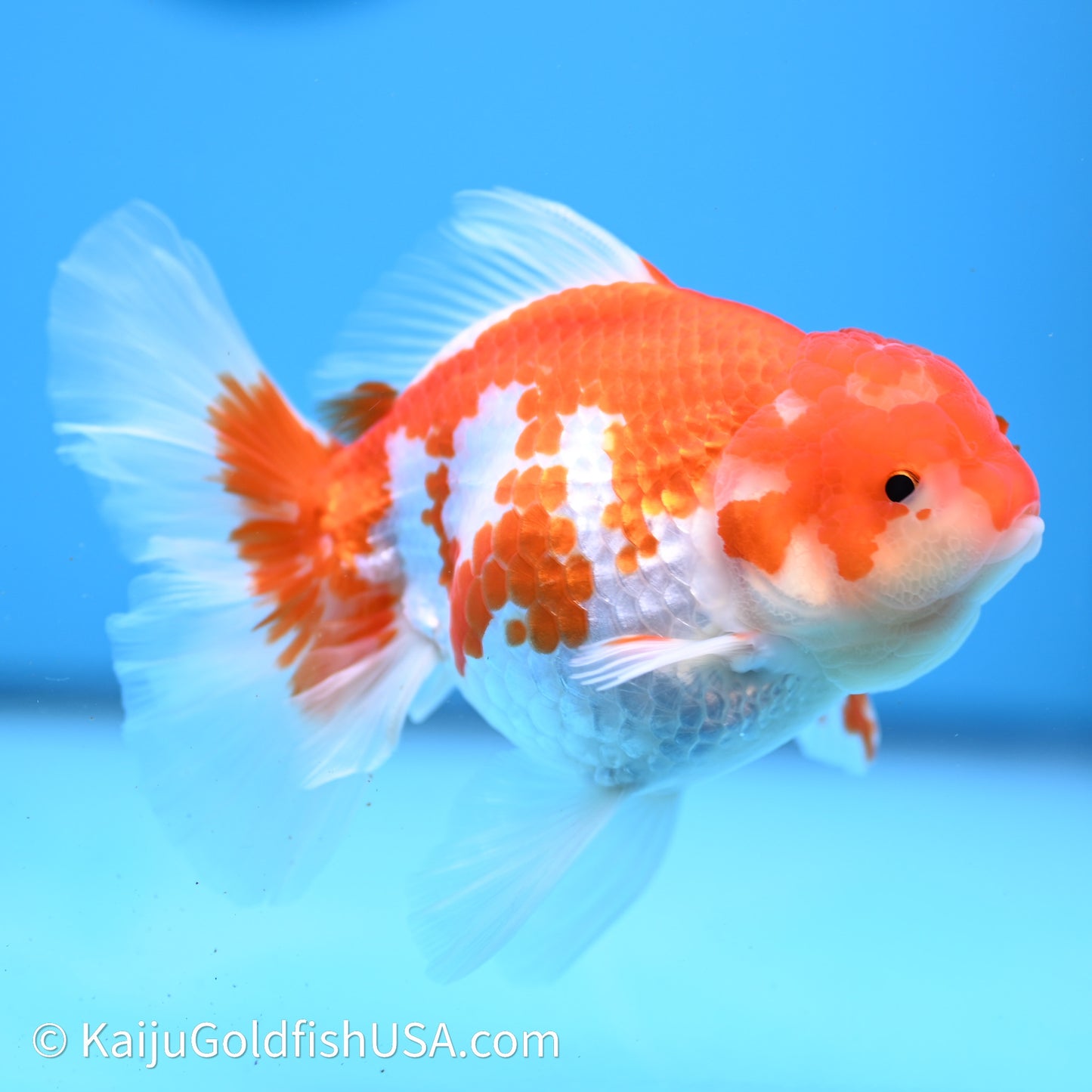 Red White Rose Tail Oranda 4in Body (240621_OR07) - Kaiju Goldfish USA