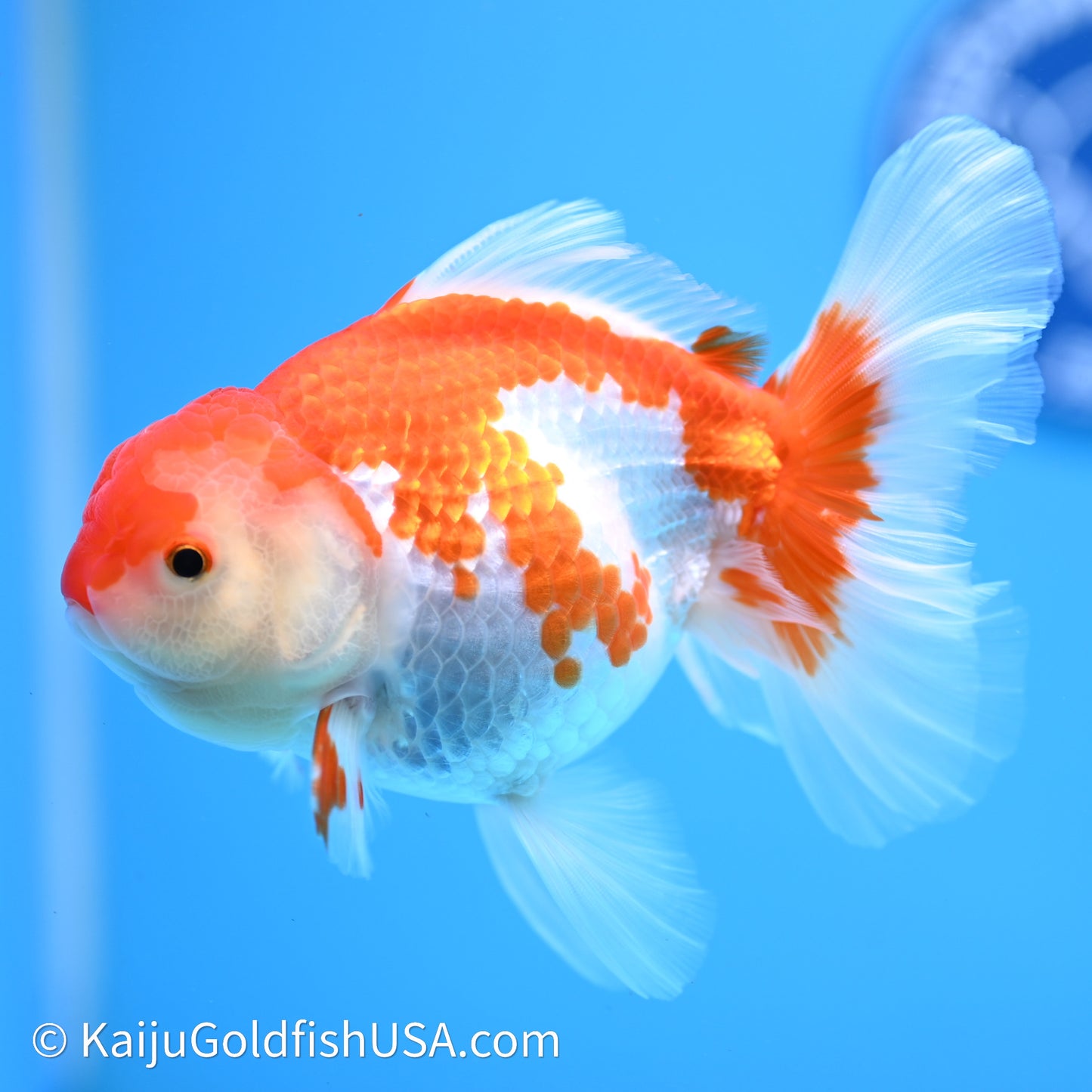 Red White Rose Tail Oranda 4in Body (240621_OR07) - Kaiju Goldfish USA