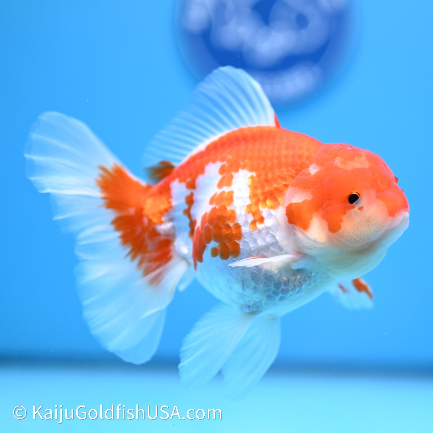 Red White Rose Tail Oranda 4in Body (240621_OR07) - Kaiju Goldfish USA