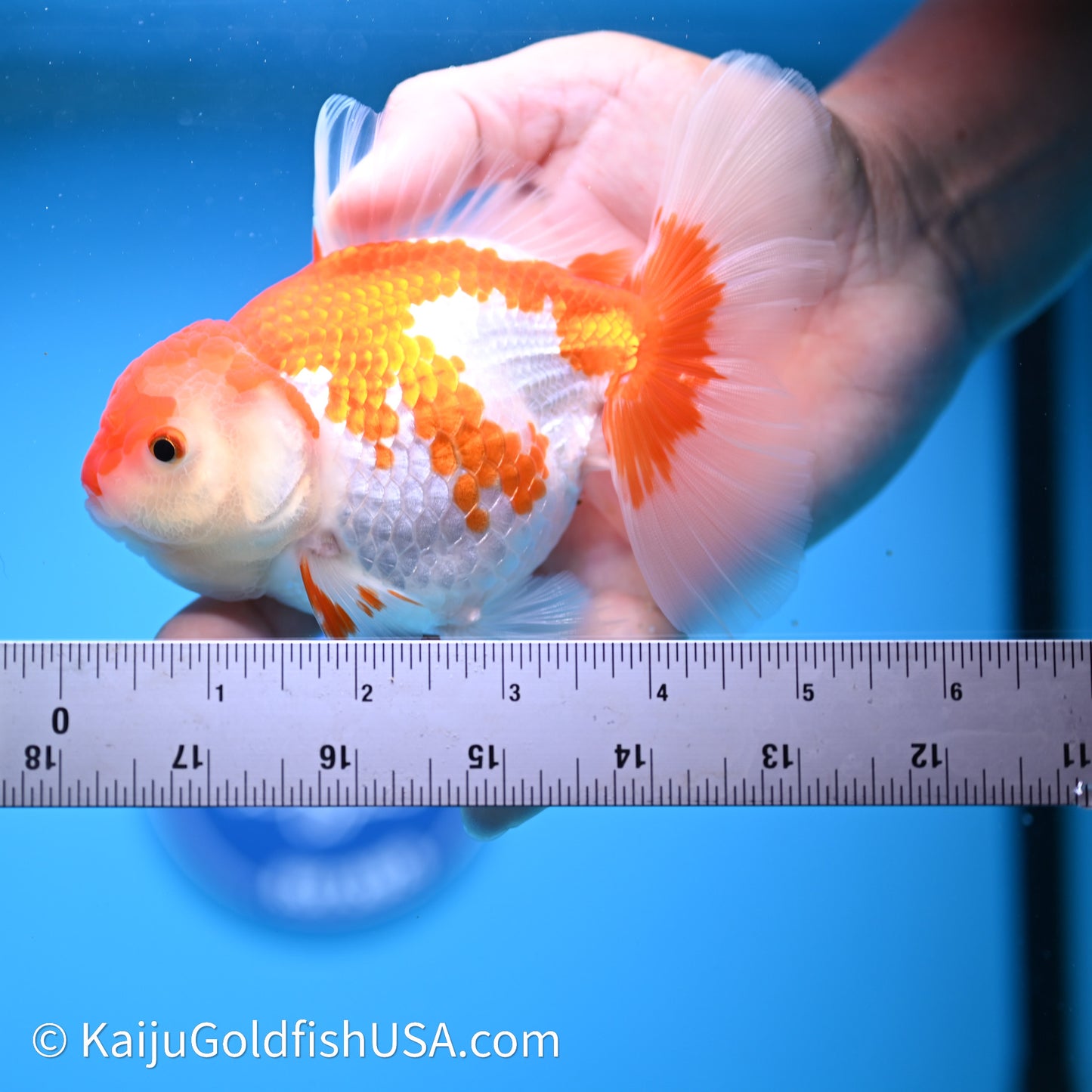 Red White Rose Tail Oranda 4in Body (240621_OR07) - Kaiju Goldfish USA