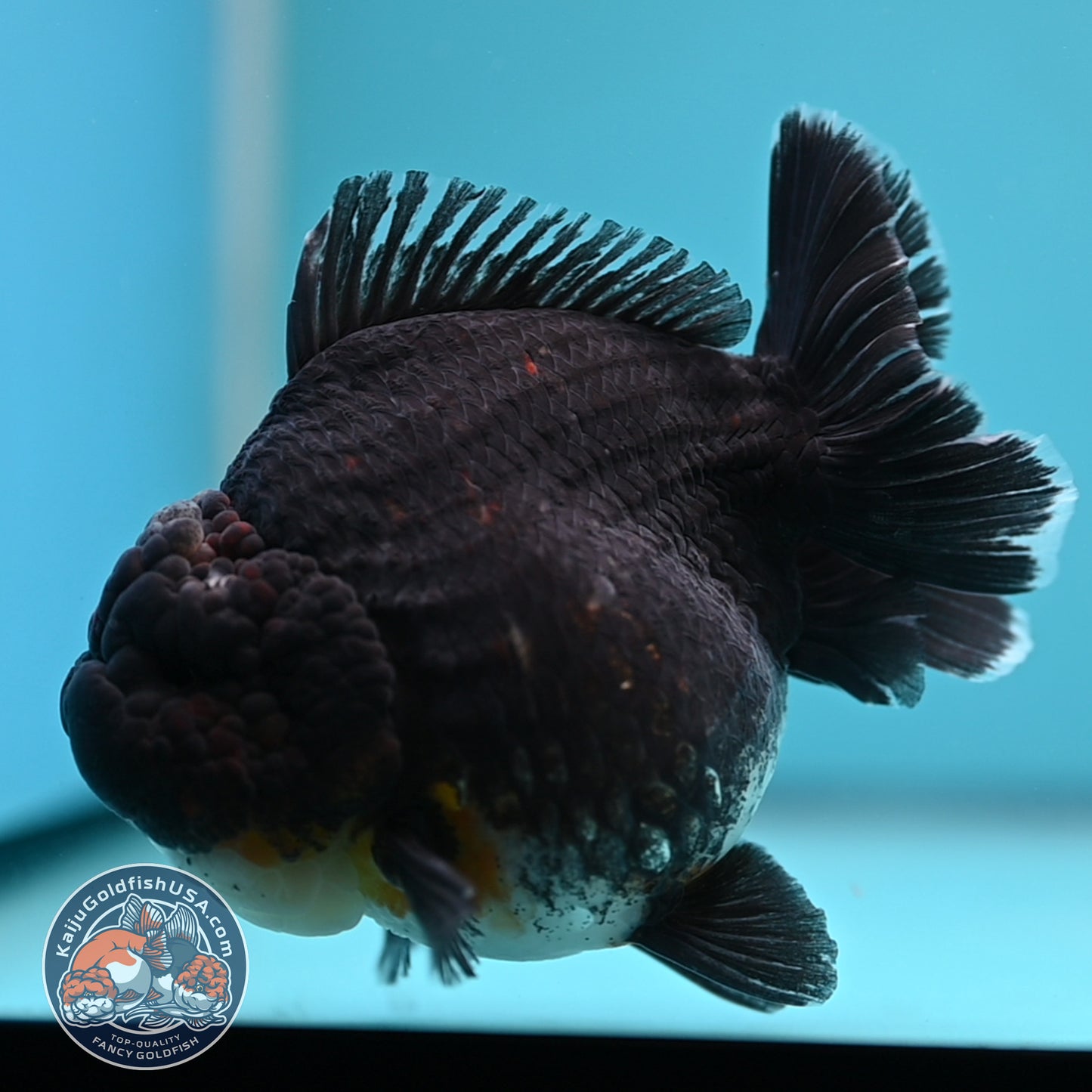 Kirin Oranda 4inch Body (250613_OR07)
