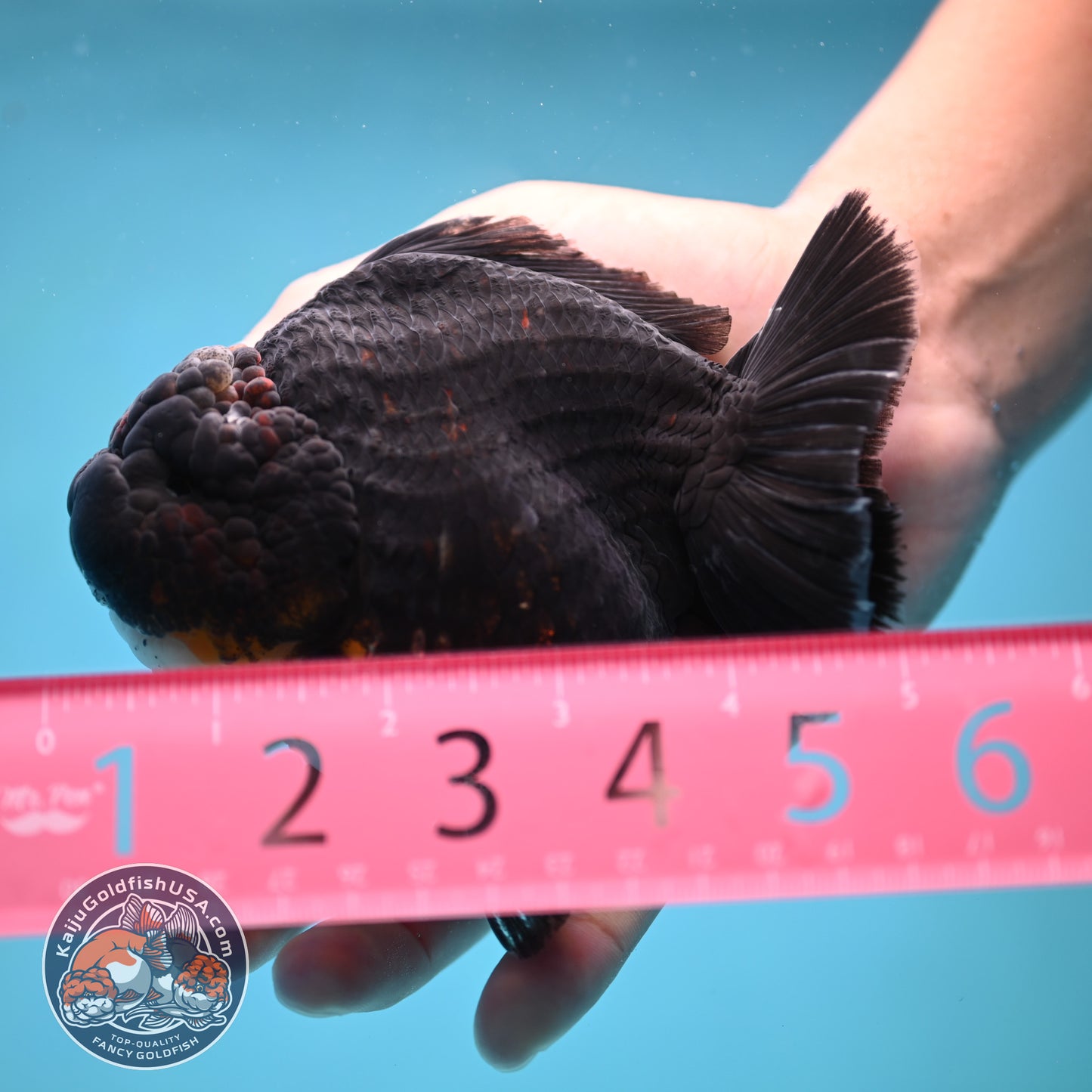 Kirin Oranda 4inch Body (250613_OR07)
