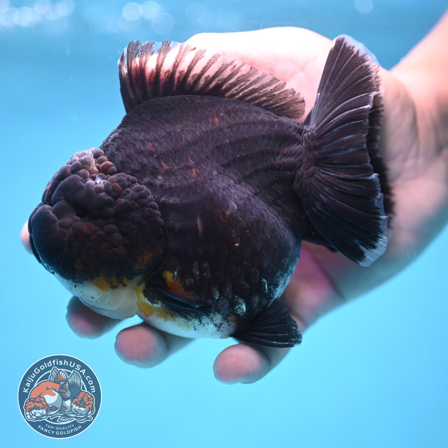Kirin Oranda 4inch Body (250613_OR07)